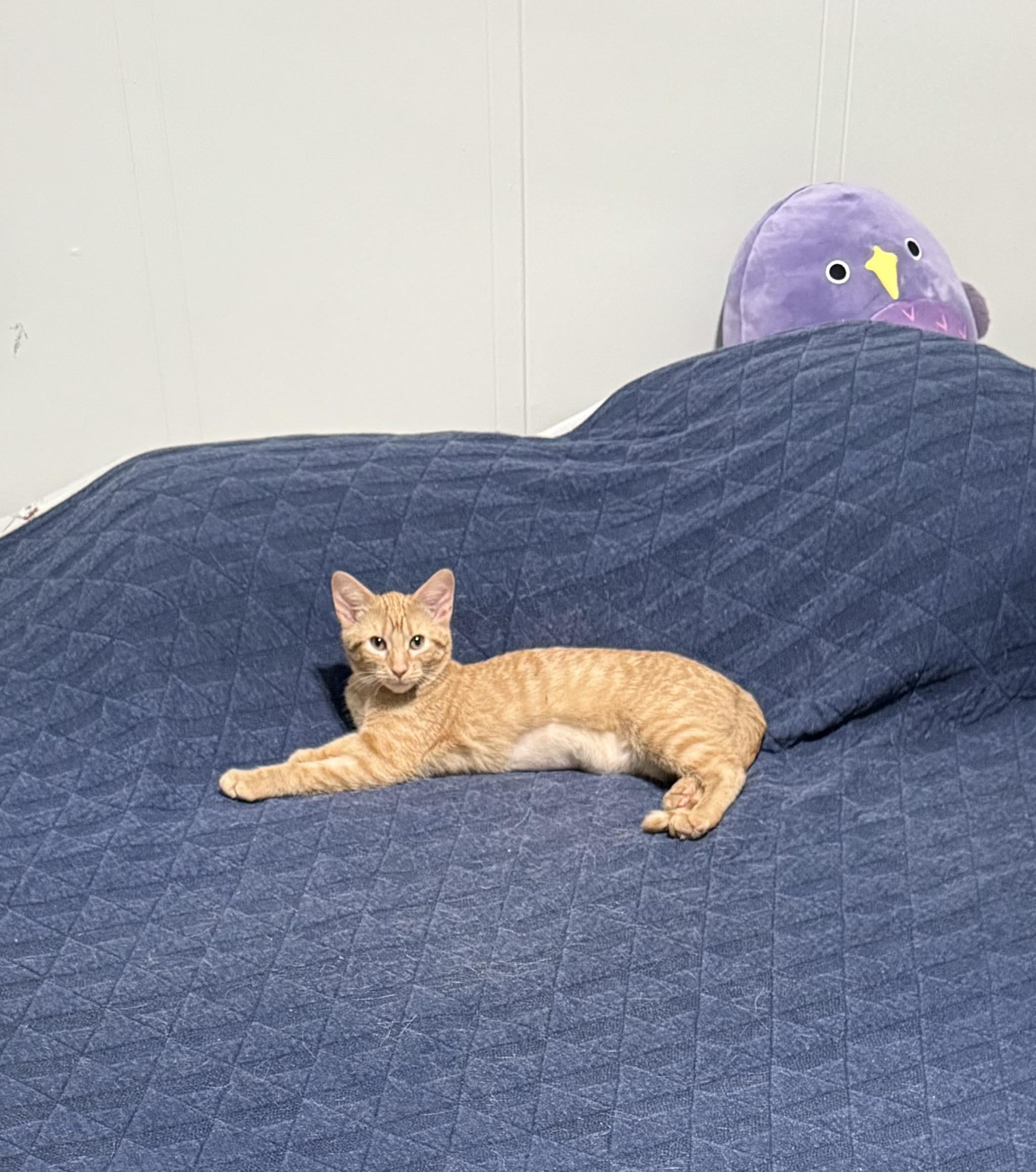 Penelope Grace, a Adoptable mixed breed in Roseville, MN image 2/4