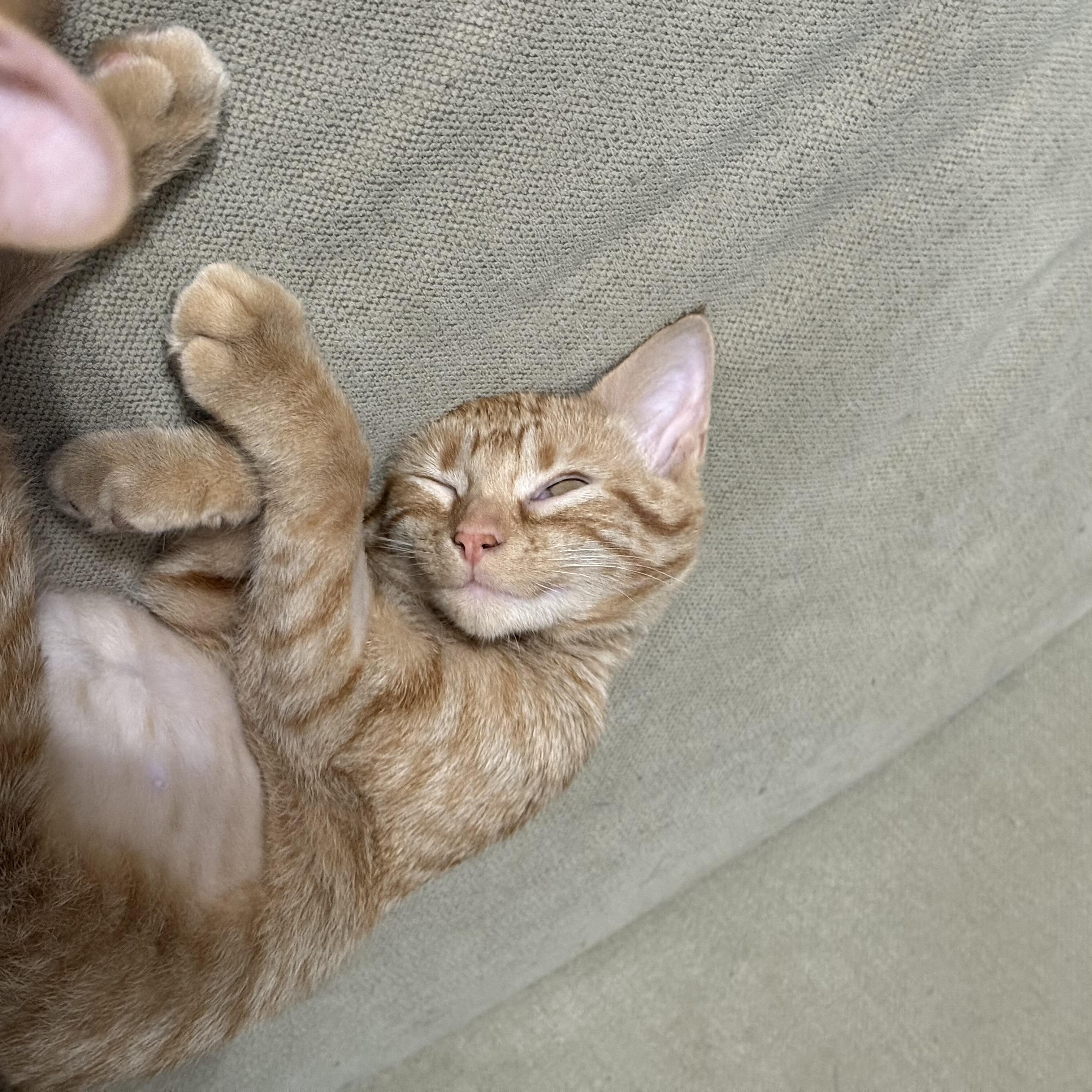 Penelope Grace, Young Female Domestic Short Hair