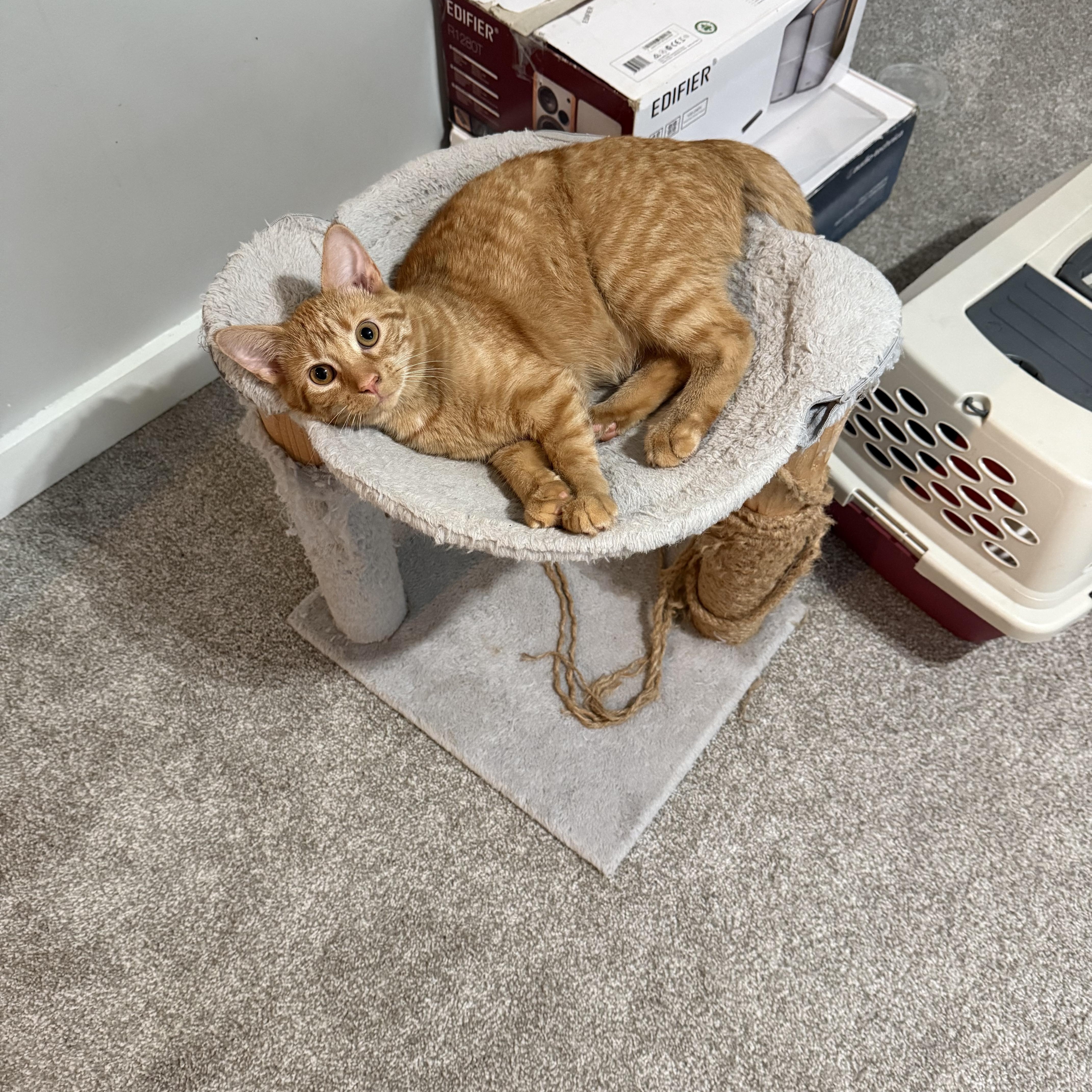 Penelope Grace, a Adoptable mixed breed in Roseville, MN image 1/4