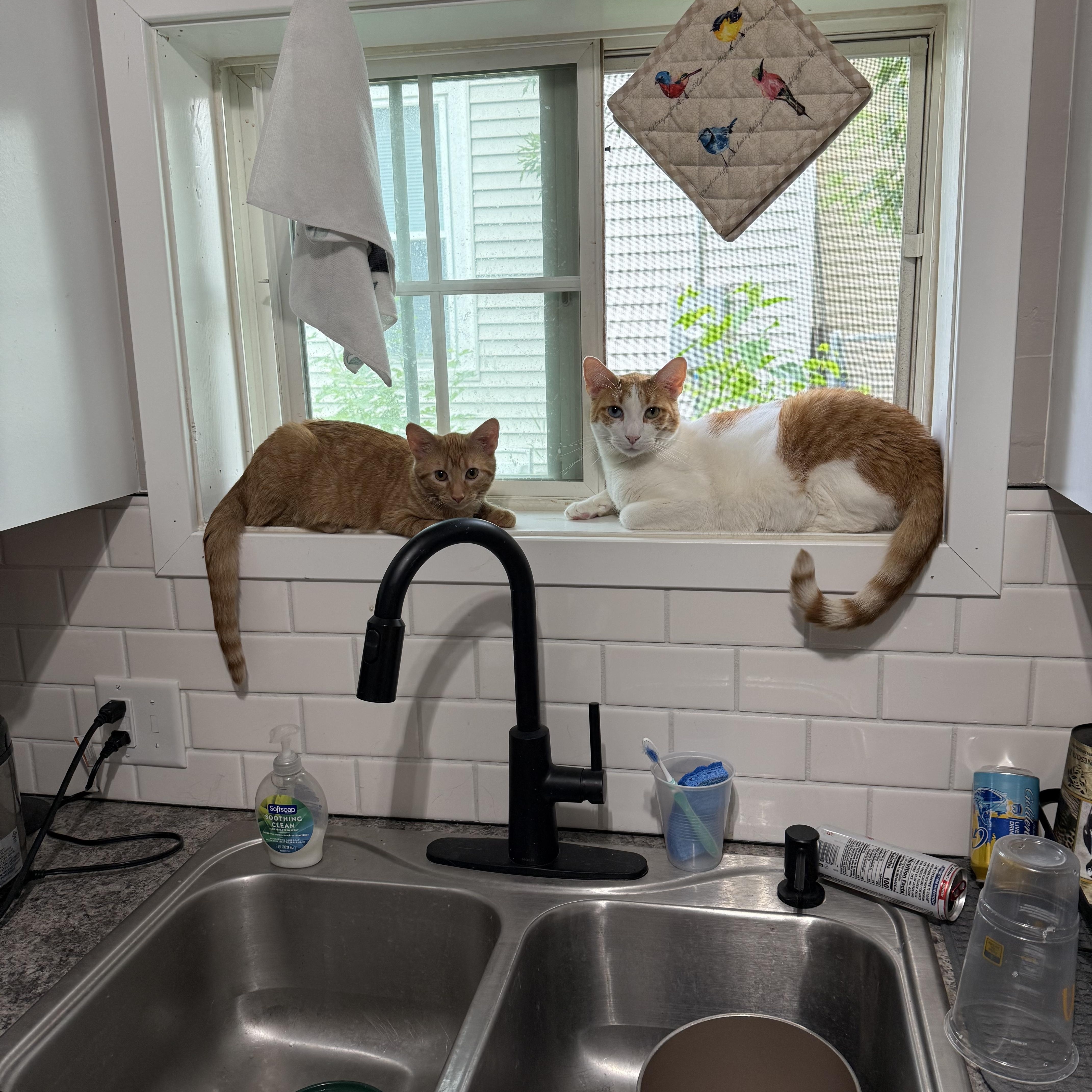 Penelope Grace, a Adoptable mixed breed in Roseville, MN image 4/4