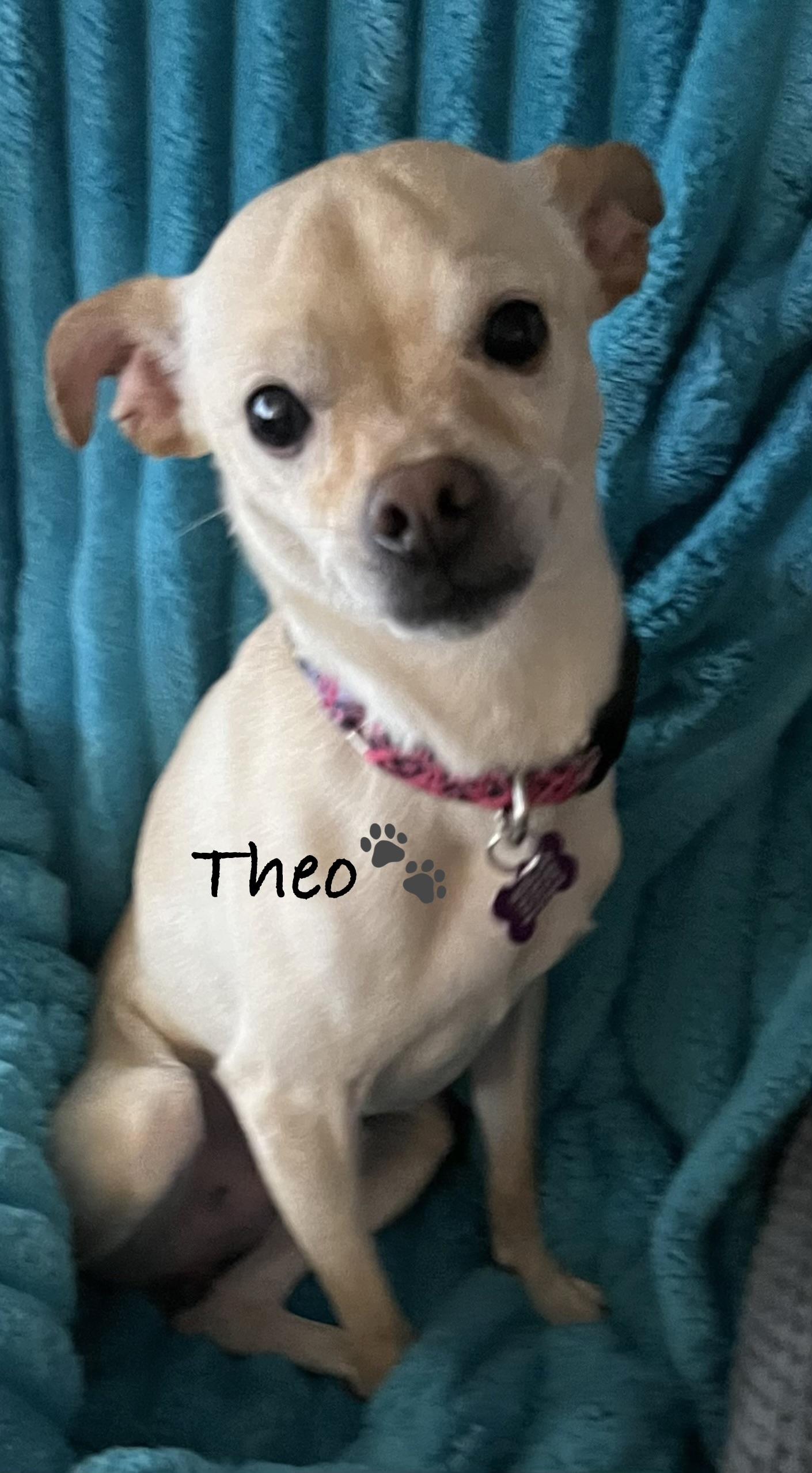 Theo, ADOPTABLE, Adult Male Terrier.