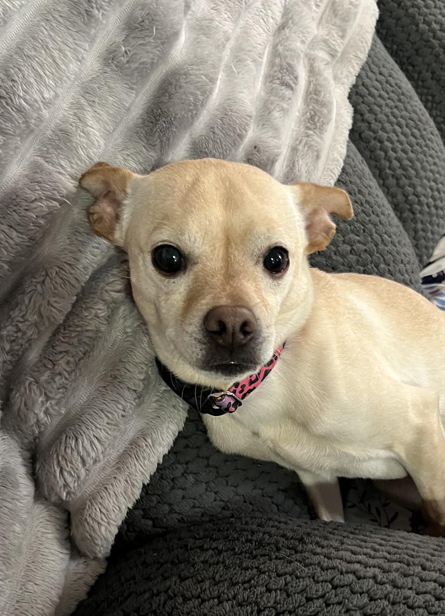 Enlarge Theo, a ADOPTABLE mixed breed in Las Vegas, NV image 2/2