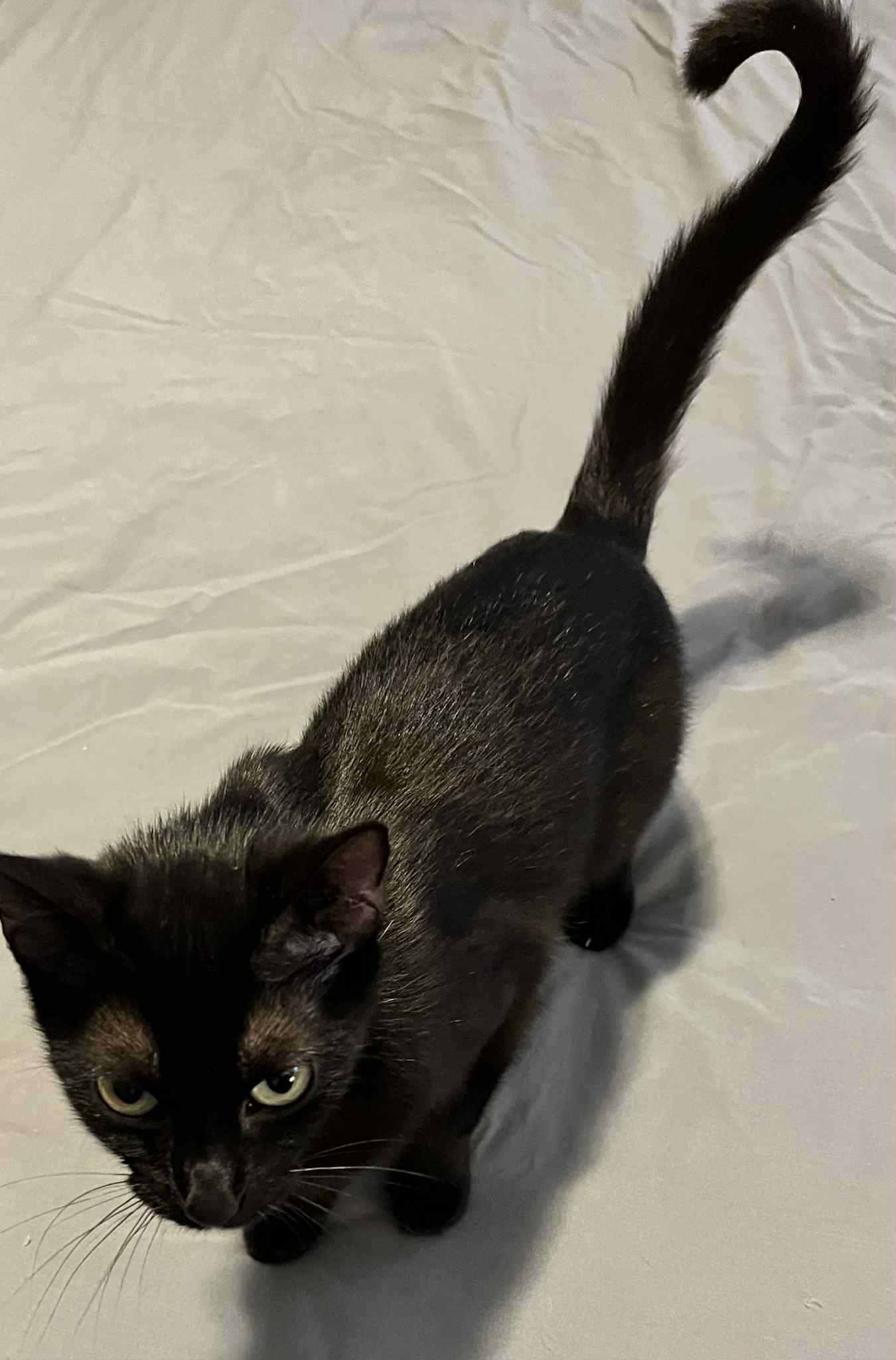 Nala (Peg-Fostered in TN)