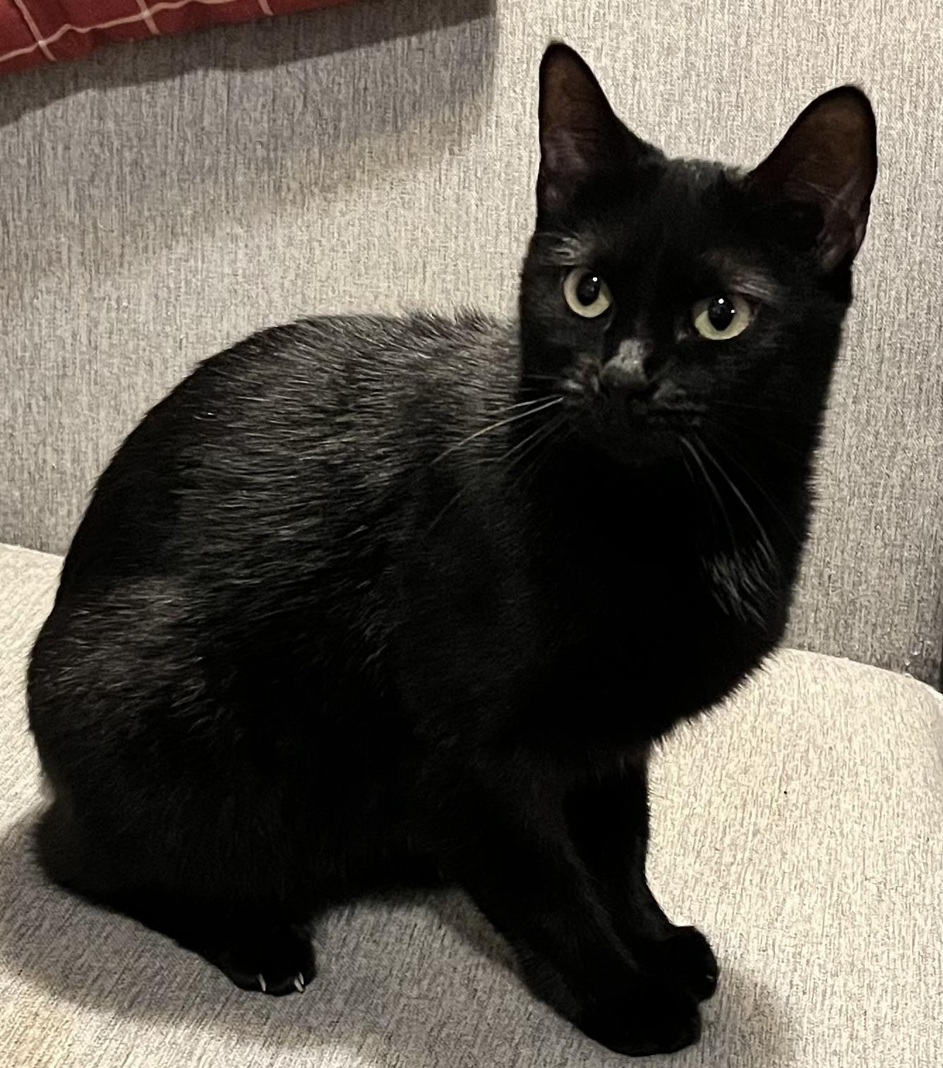 Nala (Peg-Fostered in TN), Adoptable, Young Female Domestic Short Hair.