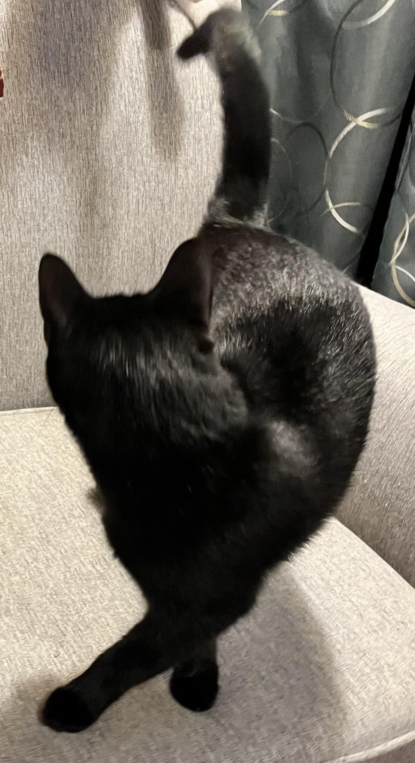 Enlarge Nala (Peg-Fostered in TN), a Adoptable mixed breed in Brooklyn, CT image 2/6