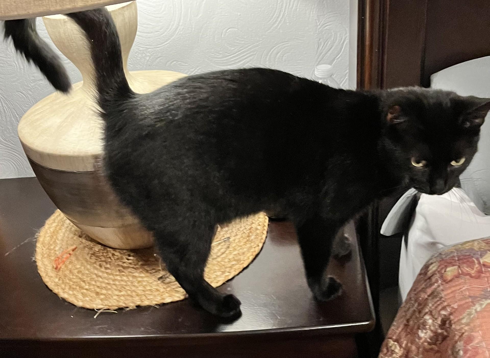 Enlarge Nala (Peg-Fostered in TN), a Adoptable mixed breed in Brooklyn, CT image 3/6