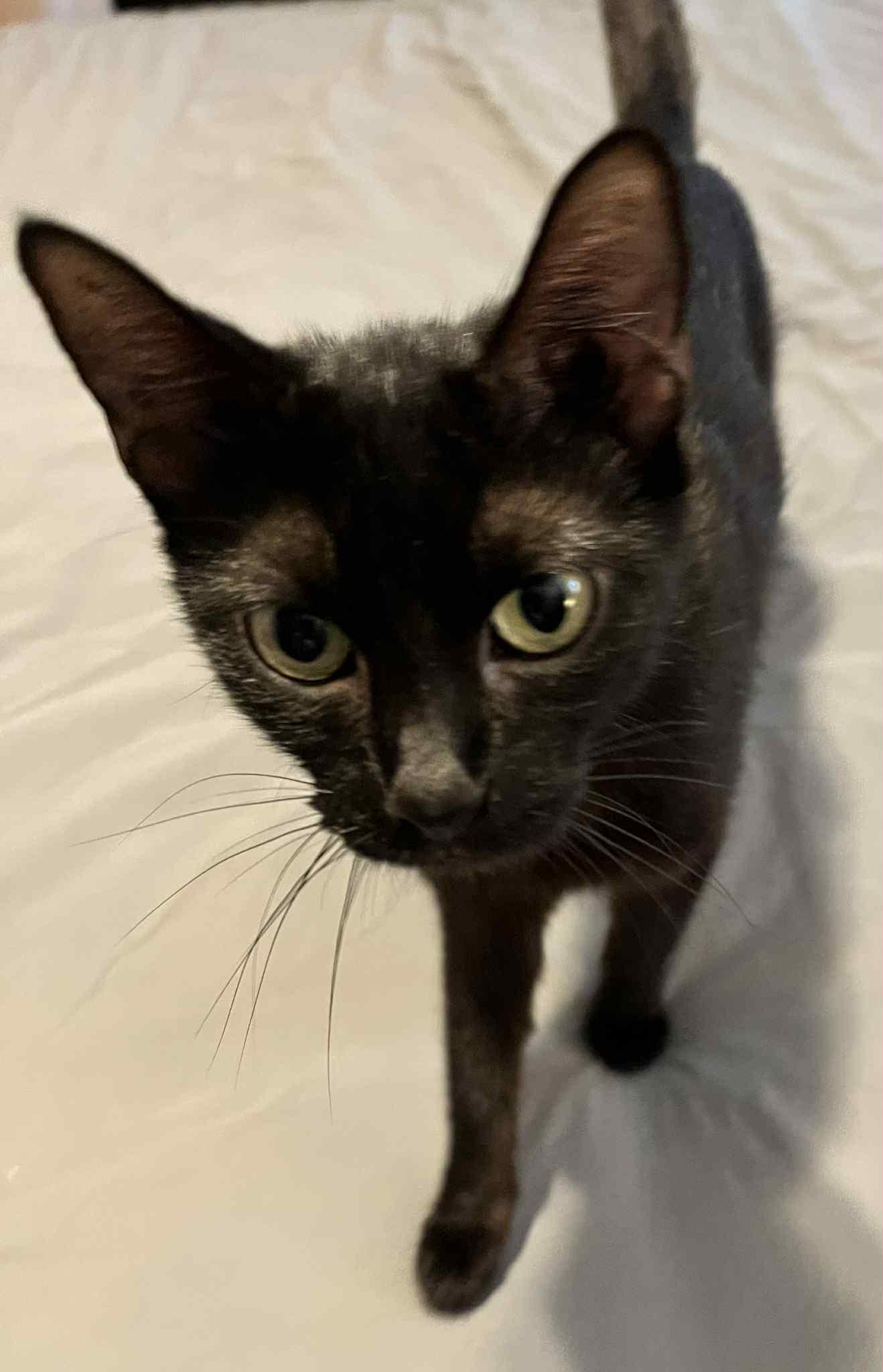 Nala (Peg-Fostered in TN)
