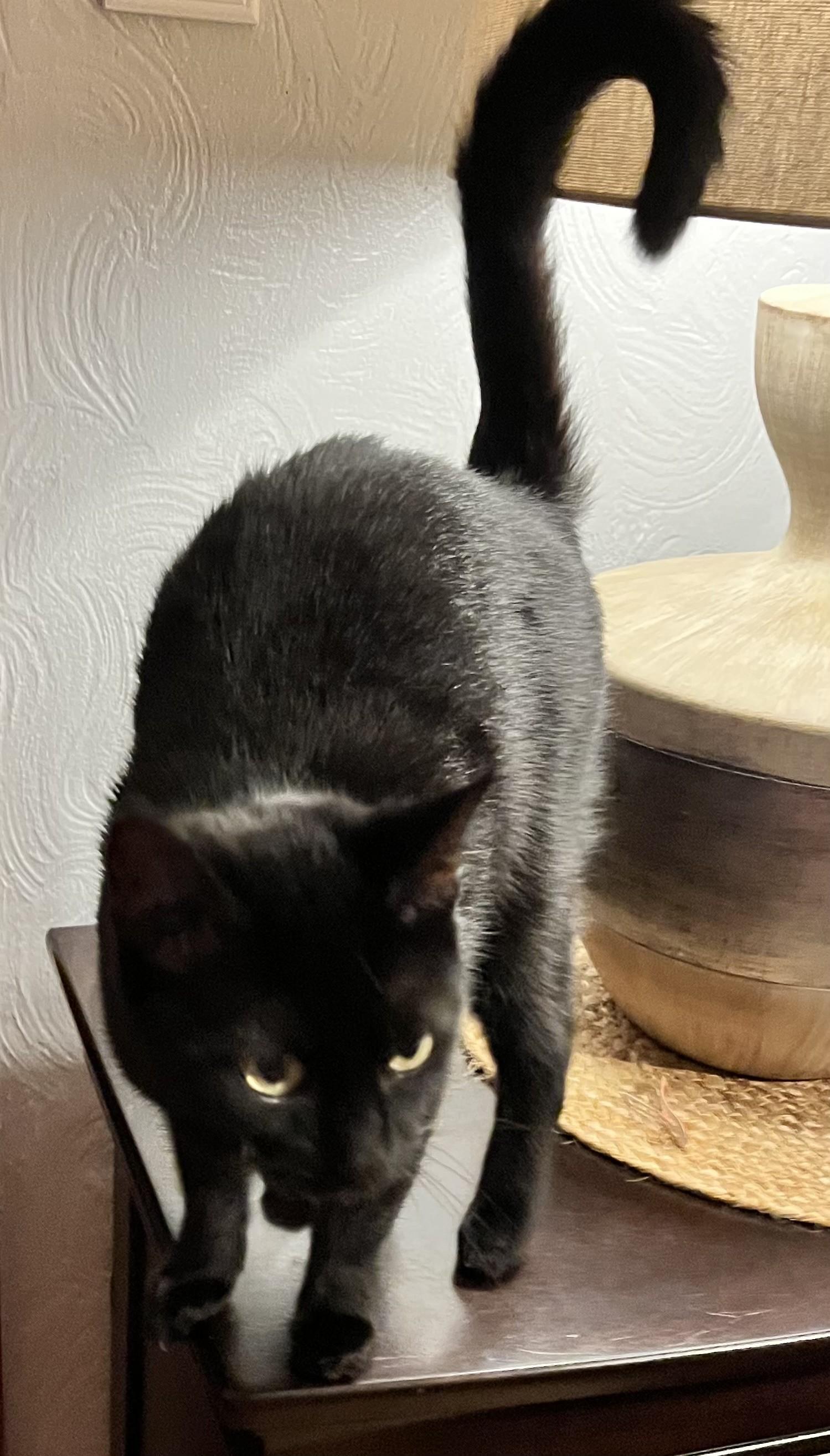 Enlarge Nala (Peg-Fostered in TN), a Adoptable mixed breed in Brooklyn, CT image 4/6