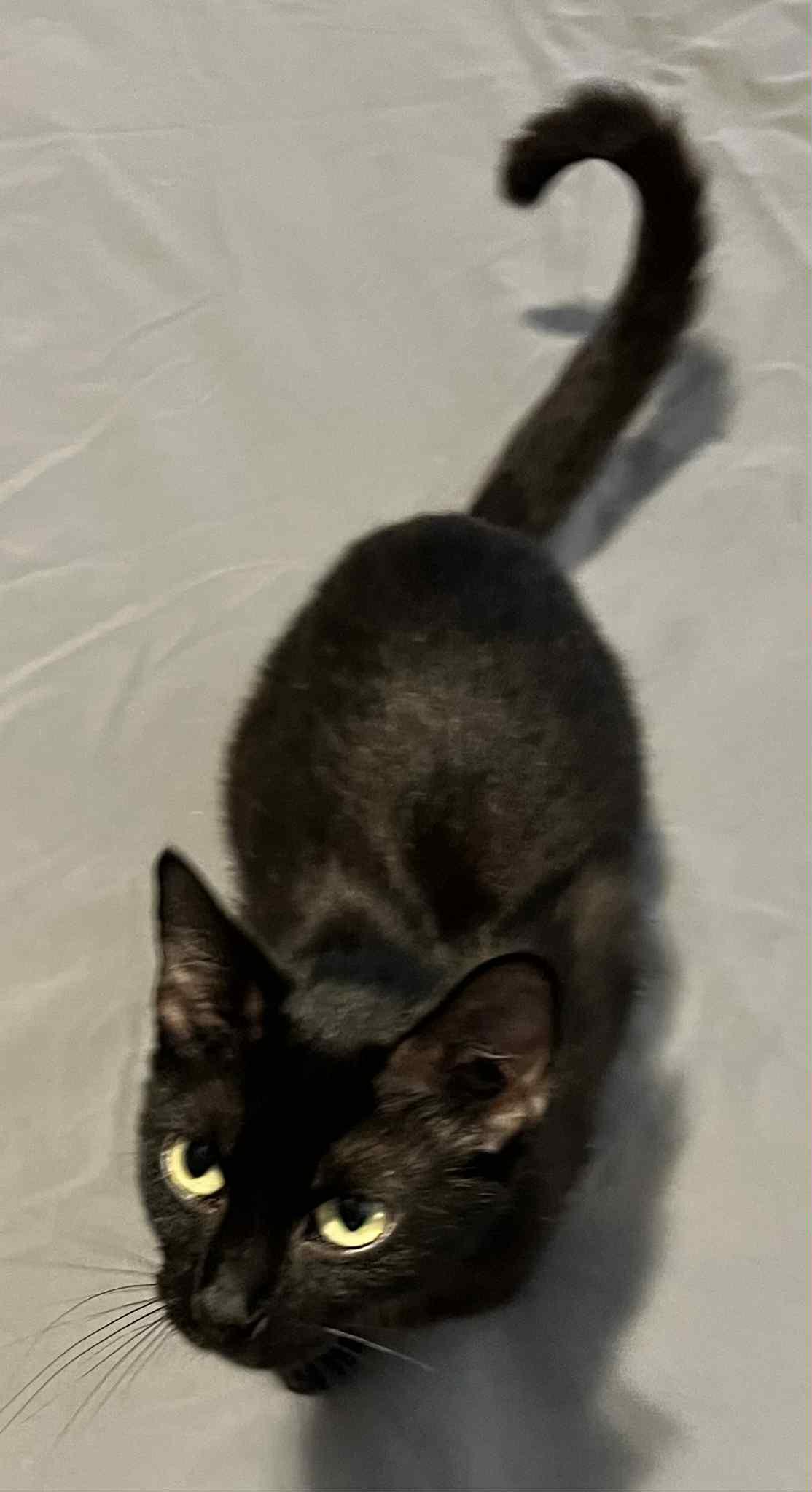 Nala (Peg-Fostered in TN)