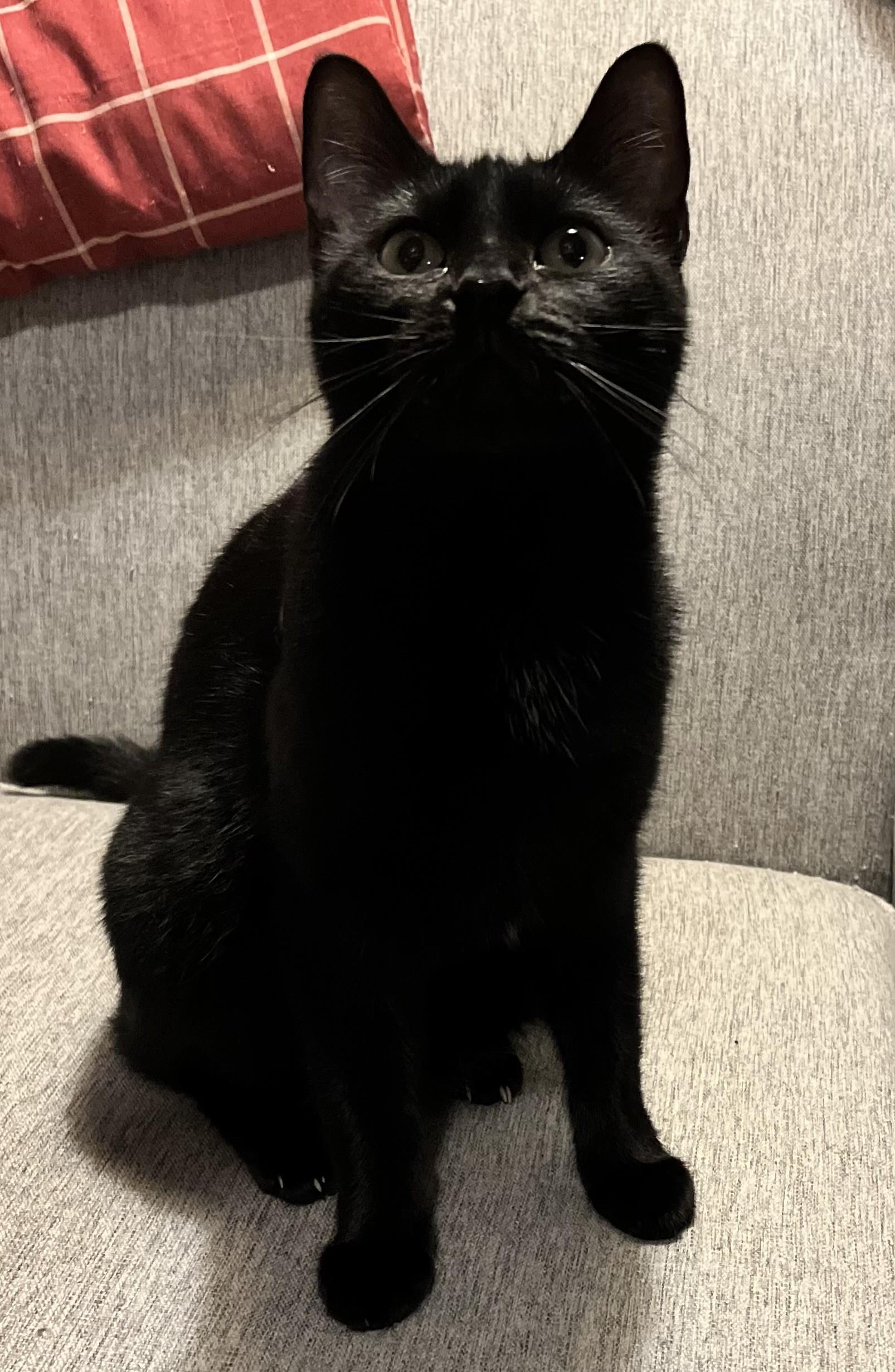 Nala (Peg-Fostered in TN)