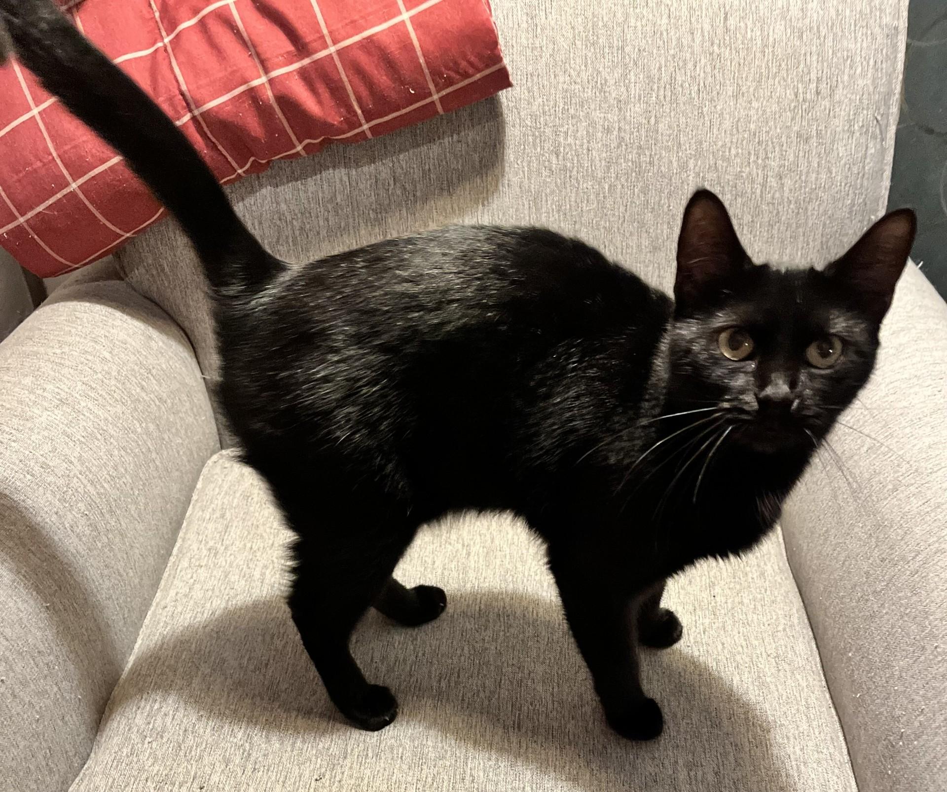 Nala (Peg-Fostered in TN)