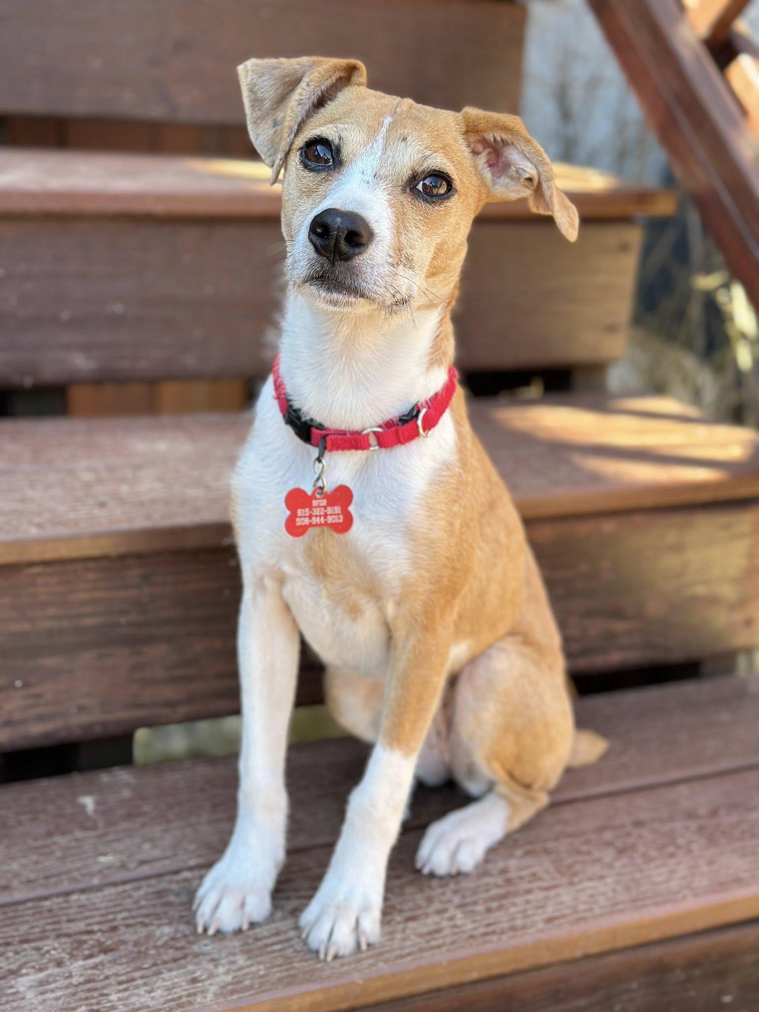 Dipper, an adopted mixed breed in Madison, WI image 5/6