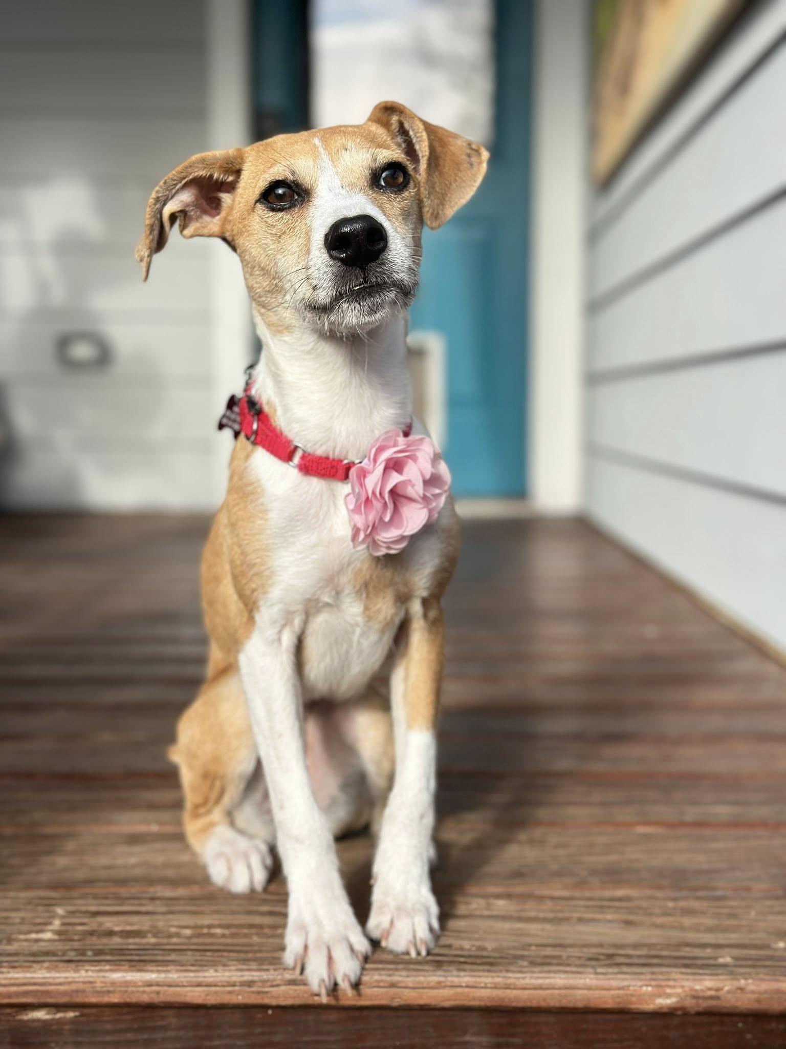 Dipper, adopted, Puppy Female Terrier & Mixed Breed.