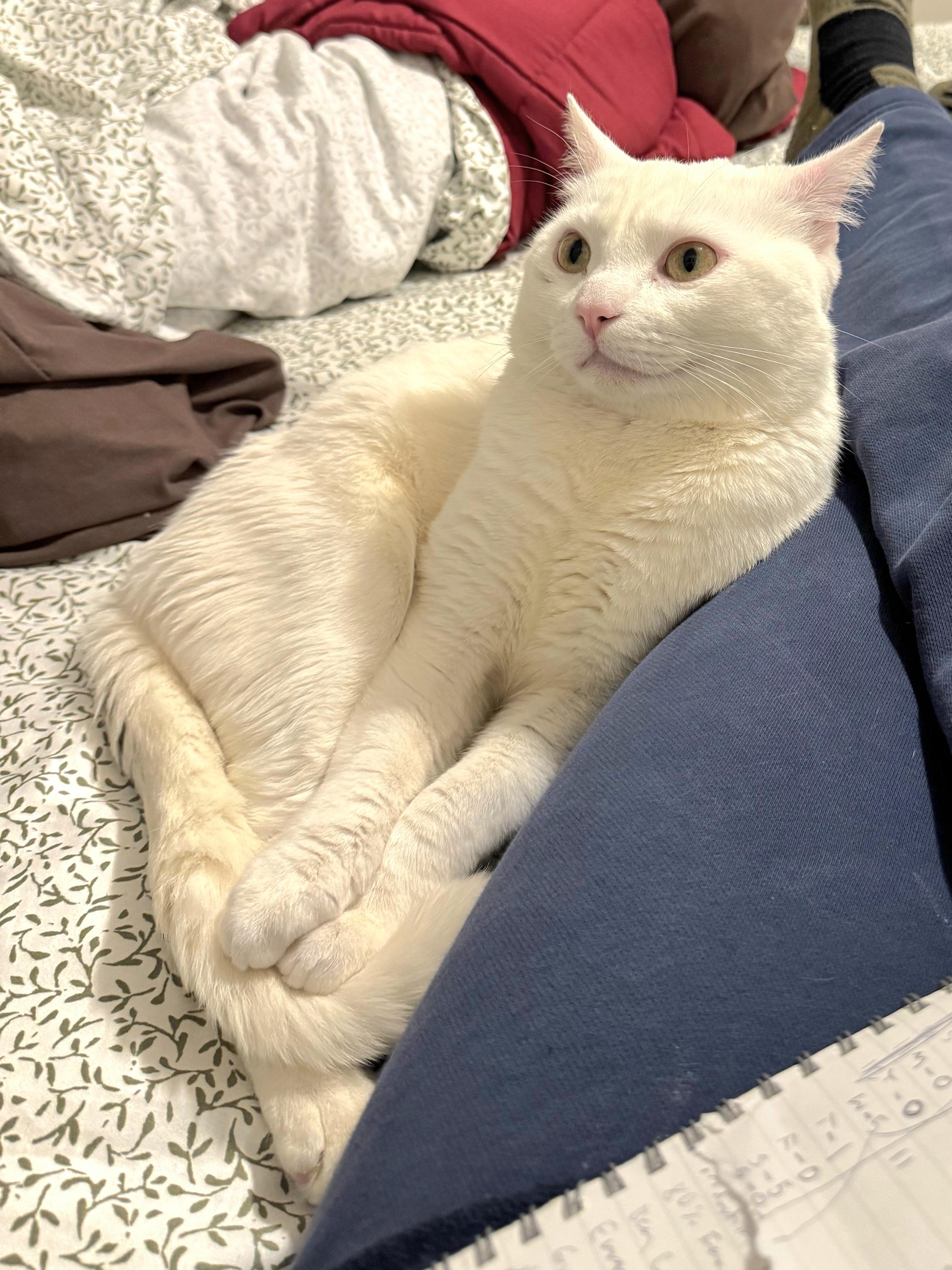 Arceus, a ADOPTABLE Domestic Short Hair in Brooklyn, NY image 3/5