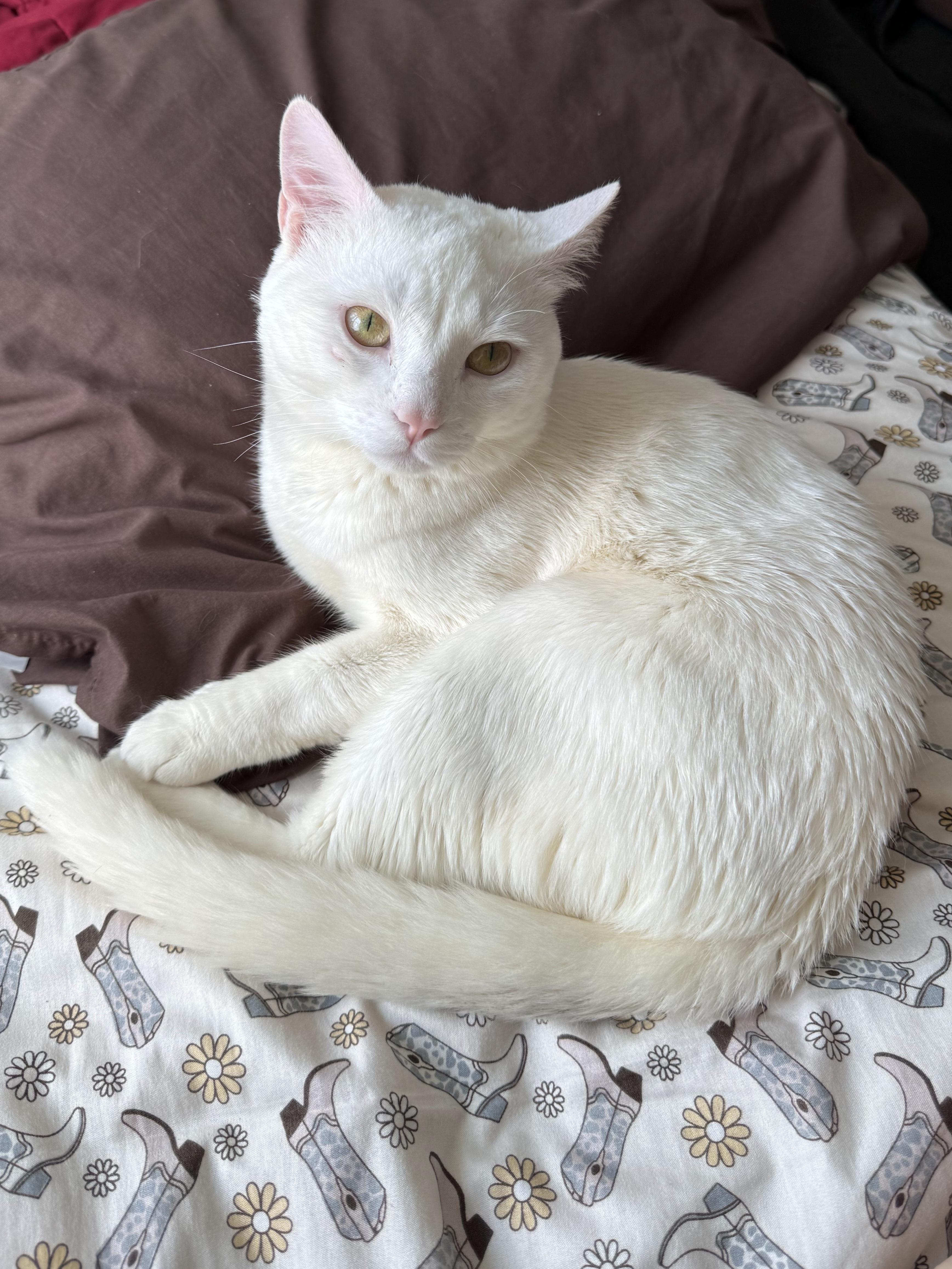 Enlarge Arceus, a ADOPTABLE Domestic Short Hair in Brooklyn, NY image 2/2