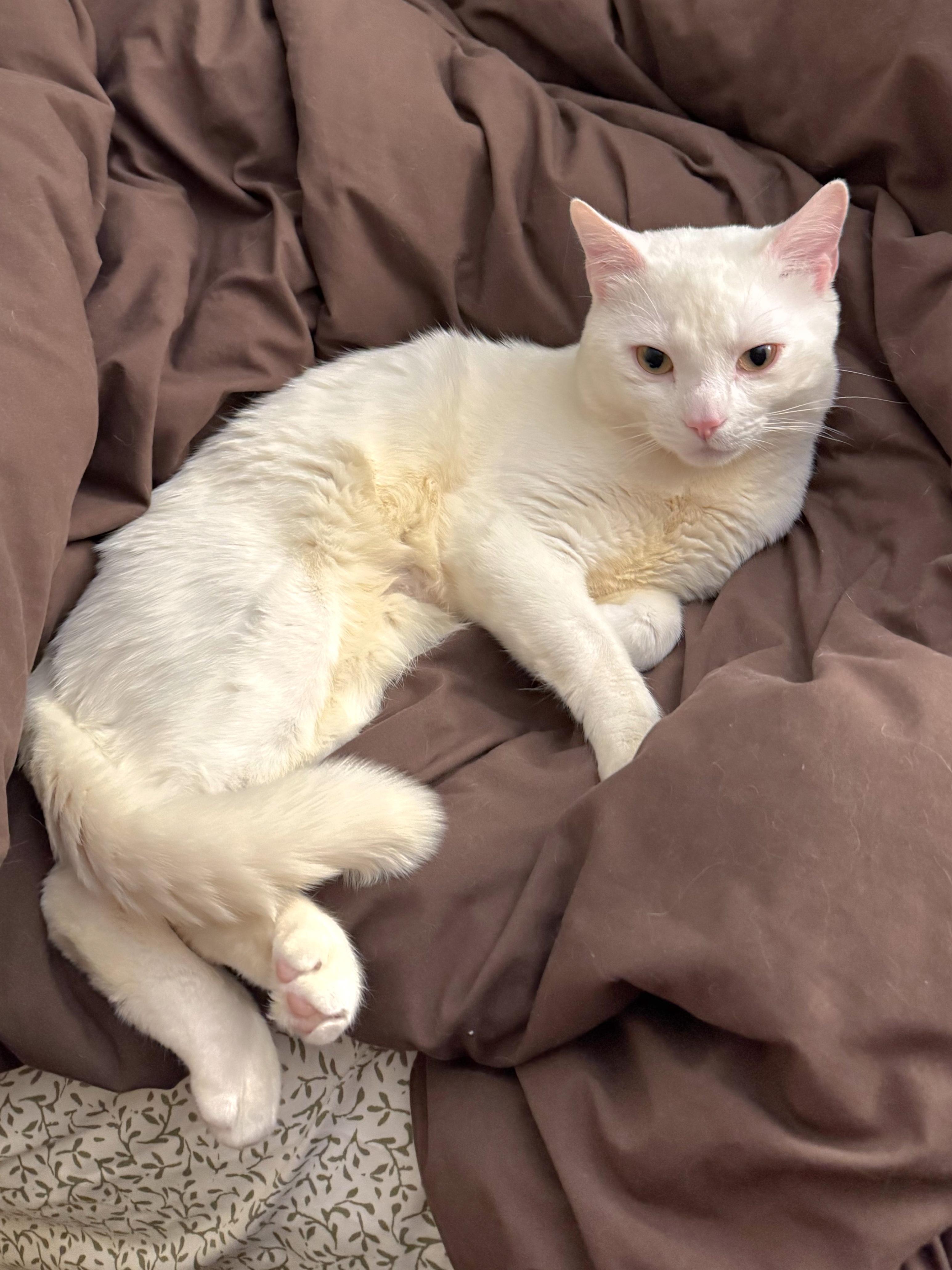 Arceus, ADOPTABLE, Young Male Domestic Short Hair.