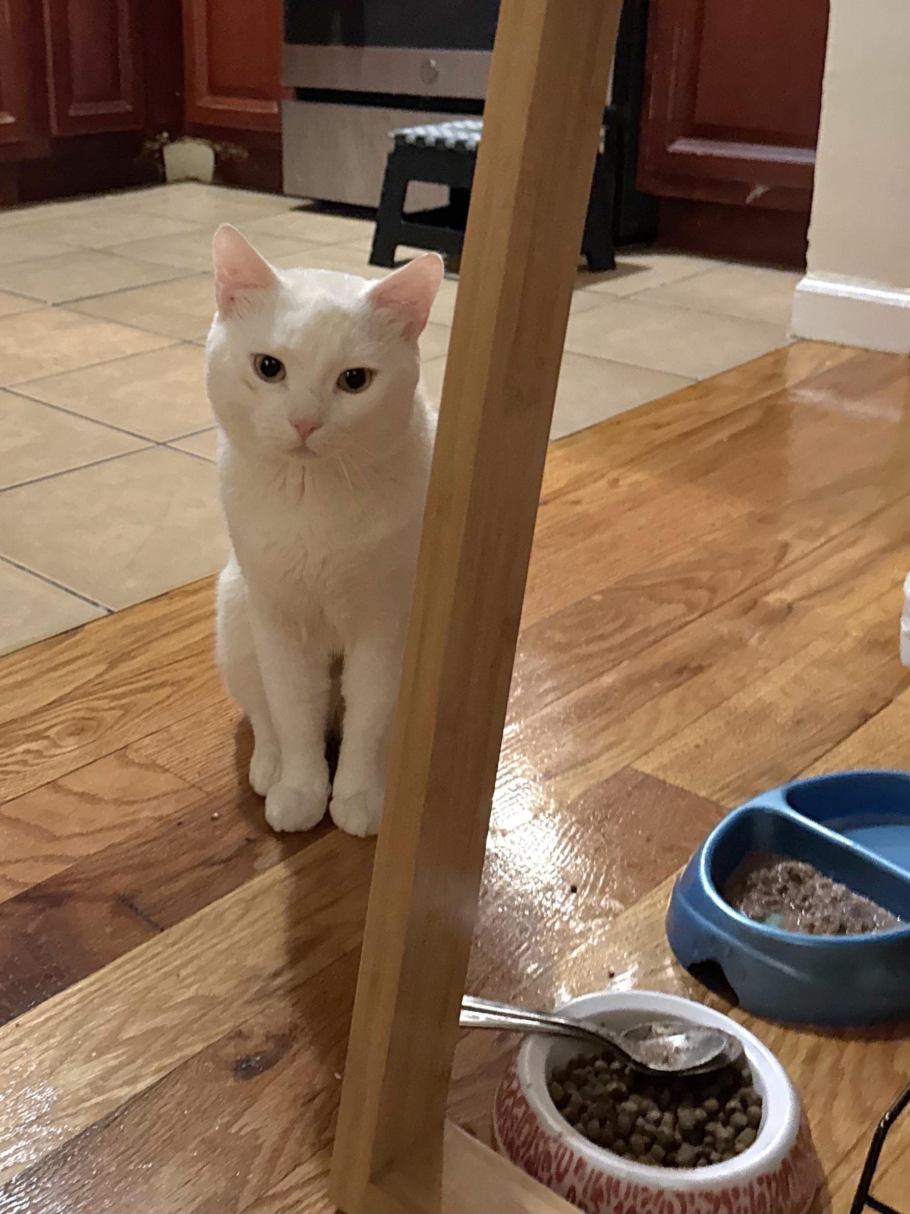 Arceus, ADOPTABLE, Young Male Domestic Short Hair.