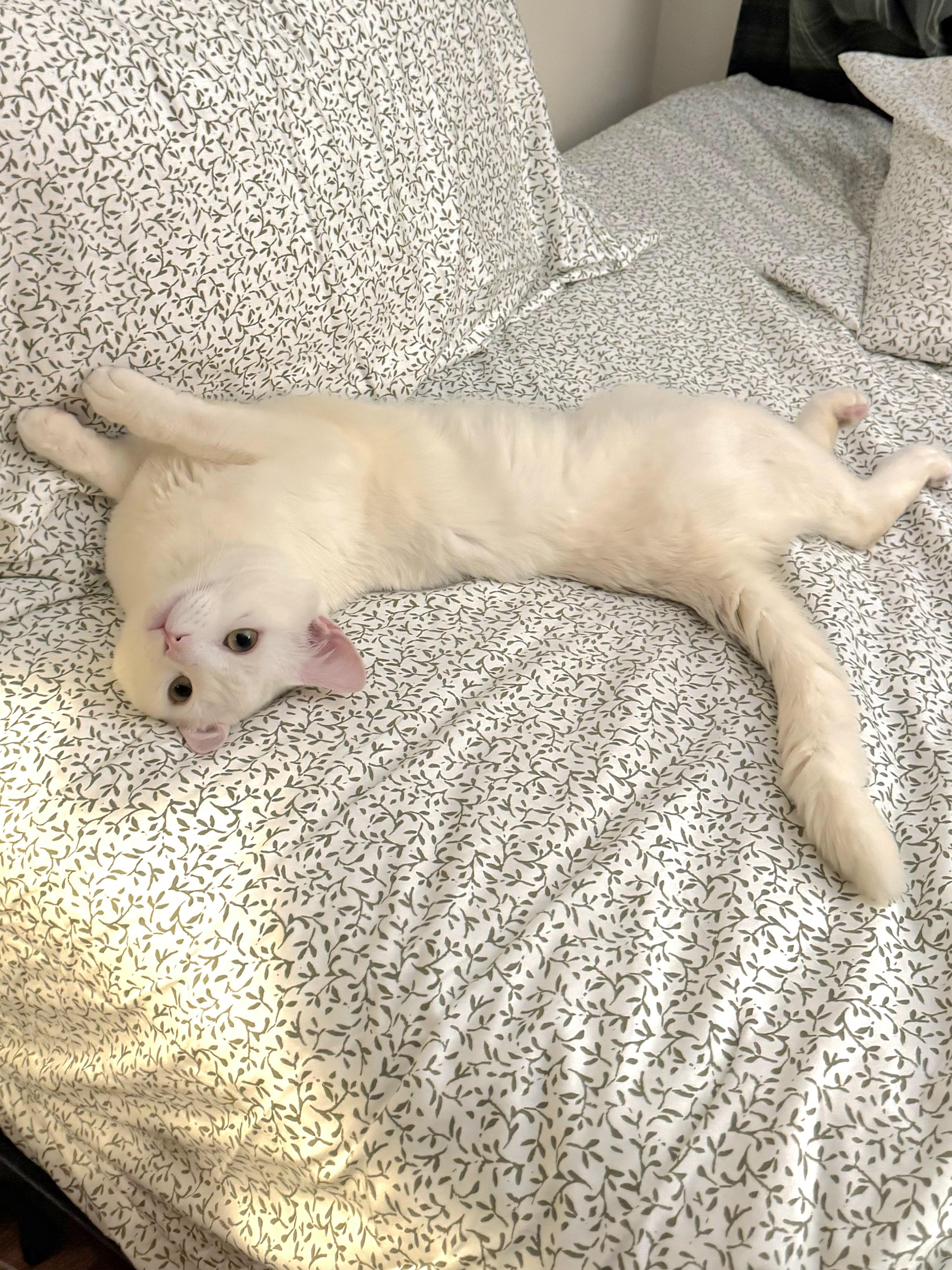 Arceus, a ADOPTABLE Domestic Short Hair in Brooklyn, NY image 5/5