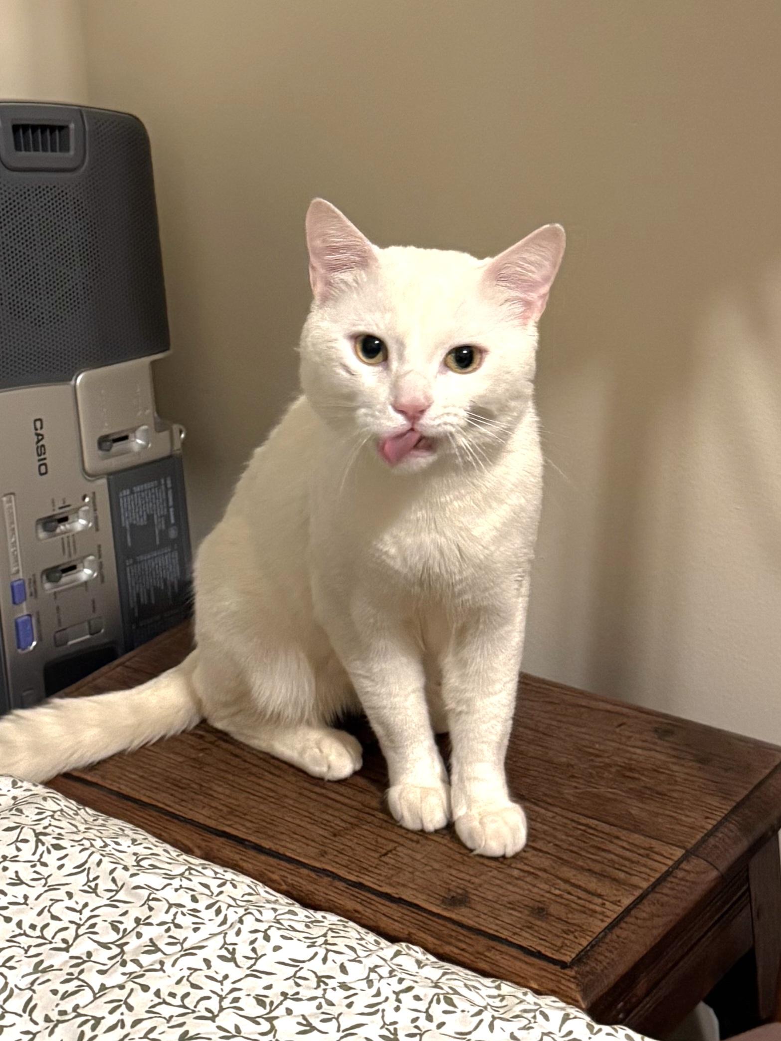 Arceus, a ADOPTABLE Domestic Short Hair in Brooklyn, NY image 4/5