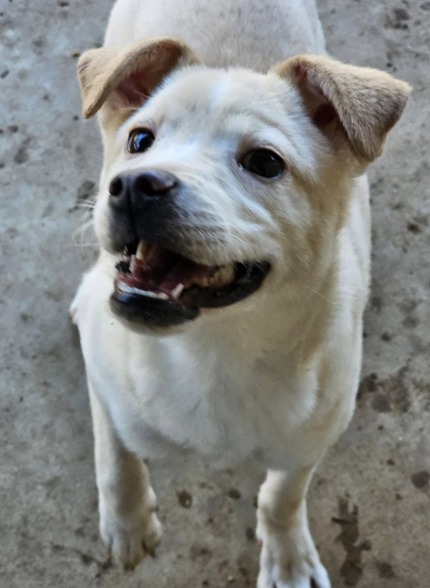 Enlarge Sugar, a Adopted mixed breed in Selma, AL image 5/6