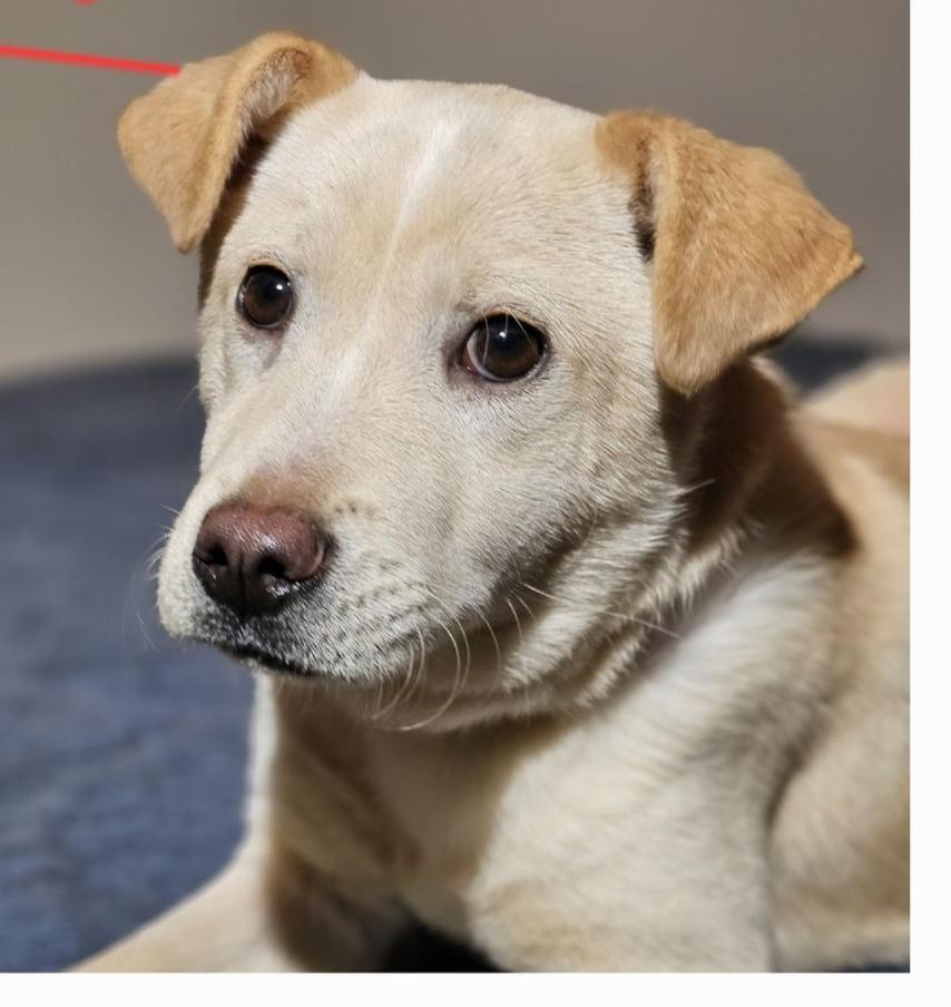 Enlarge Sugar, a Adopted mixed breed in Selma, AL image 3/6