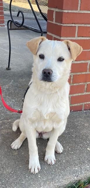 Enlarge Sugar, a Adopted mixed breed in Selma, AL image 2/6