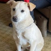 Sugar, Adopted, Young Female Labrador Retriever.