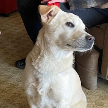 Enlarge Sugar, a Adopted mixed breed in Selma, AL image 6/6