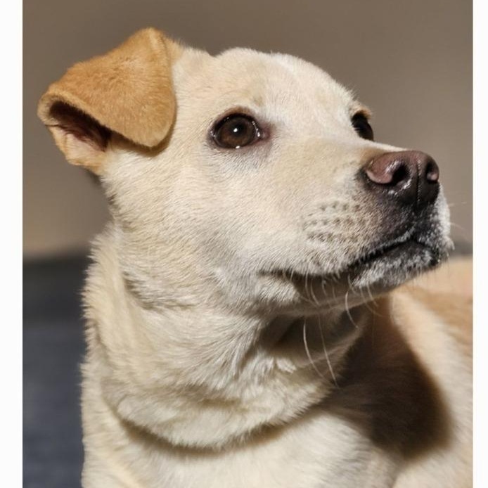 Enlarge Sugar, a Adopted mixed breed in Selma, AL image 4/6