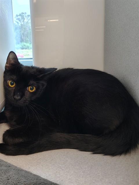 WATER, Adoptable, Young Female Domestic Short Hair.