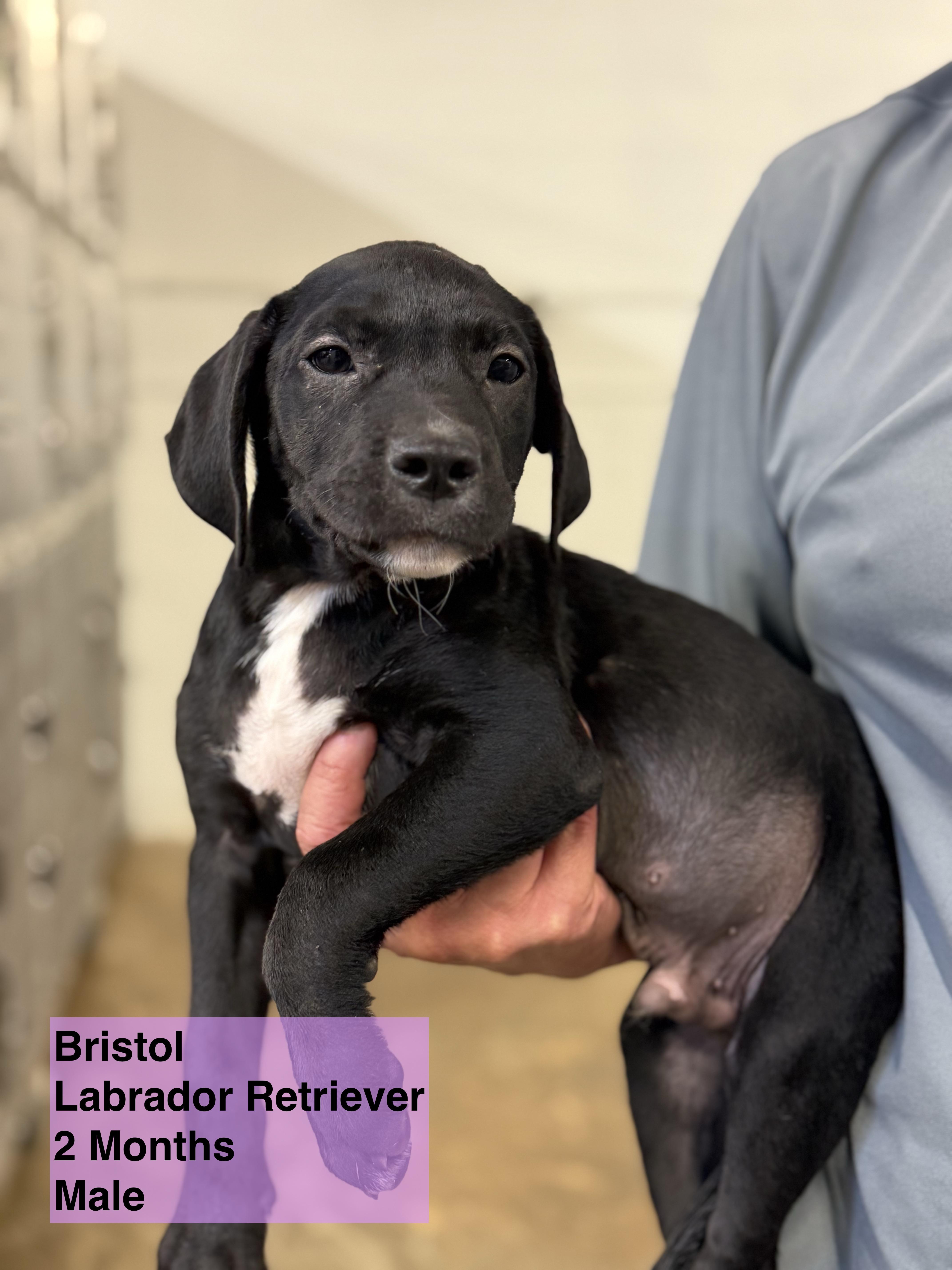 Bristol
