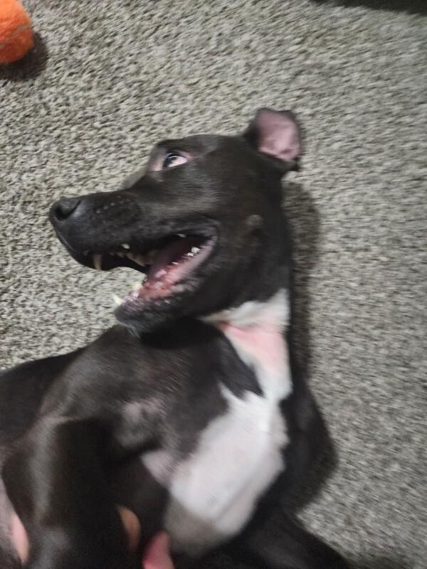 Pepper, Adoptable, Adult Female American Staffordshire Terrier.