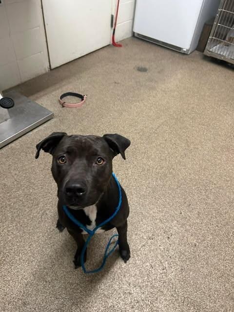 Enlarge Pepper, a Adoptable American Staffordshire Terrier in Fruit Heights, UT image 2/4