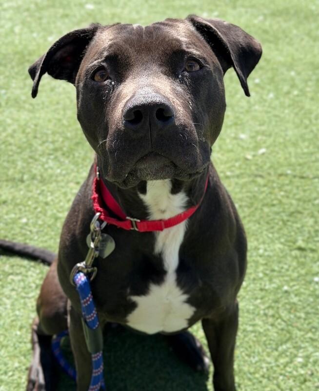 Enlarge Pepper, a Adoptable American Staffordshire Terrier in Fruit Heights, UT image 3/4