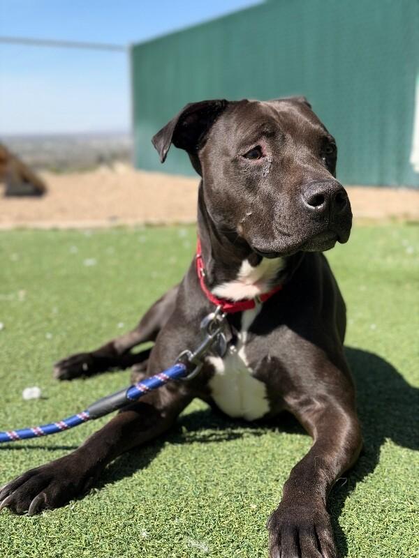 Enlarge Pepper, a Adoptable American Staffordshire Terrier in Fruit Heights, UT image 4/4