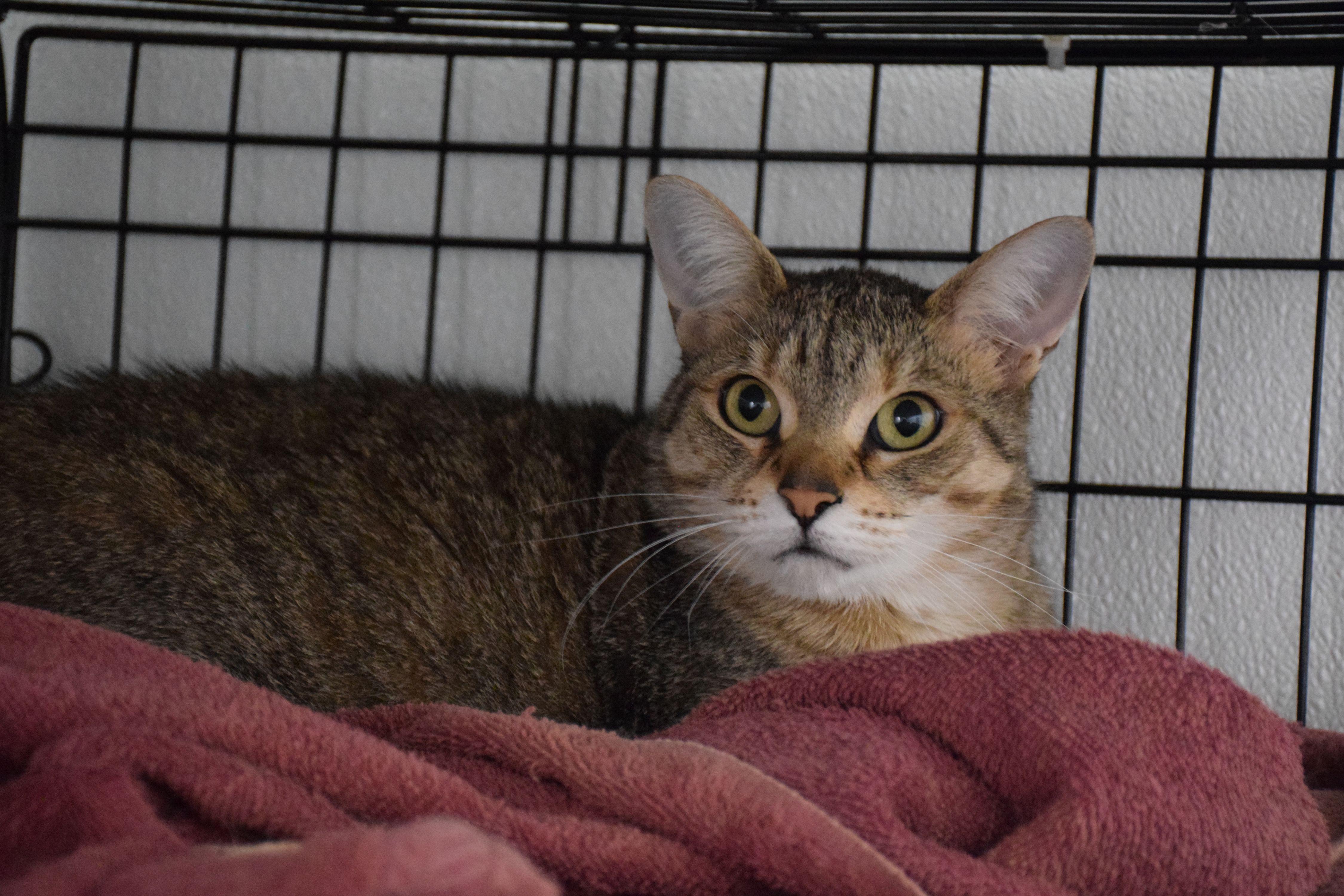 Charlee, Adoptable, Adult Female Tabby.