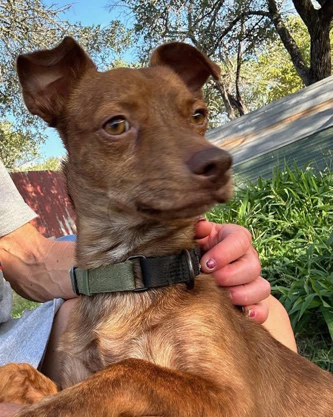 Pepe, adopted, Puppy Male Chihuahua & Miniature Pinscher.