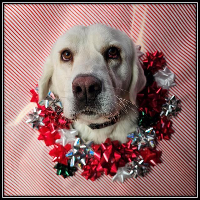 ROSE, Adoptable, Adult Female Labrador Retriever & Great Pyrenees.