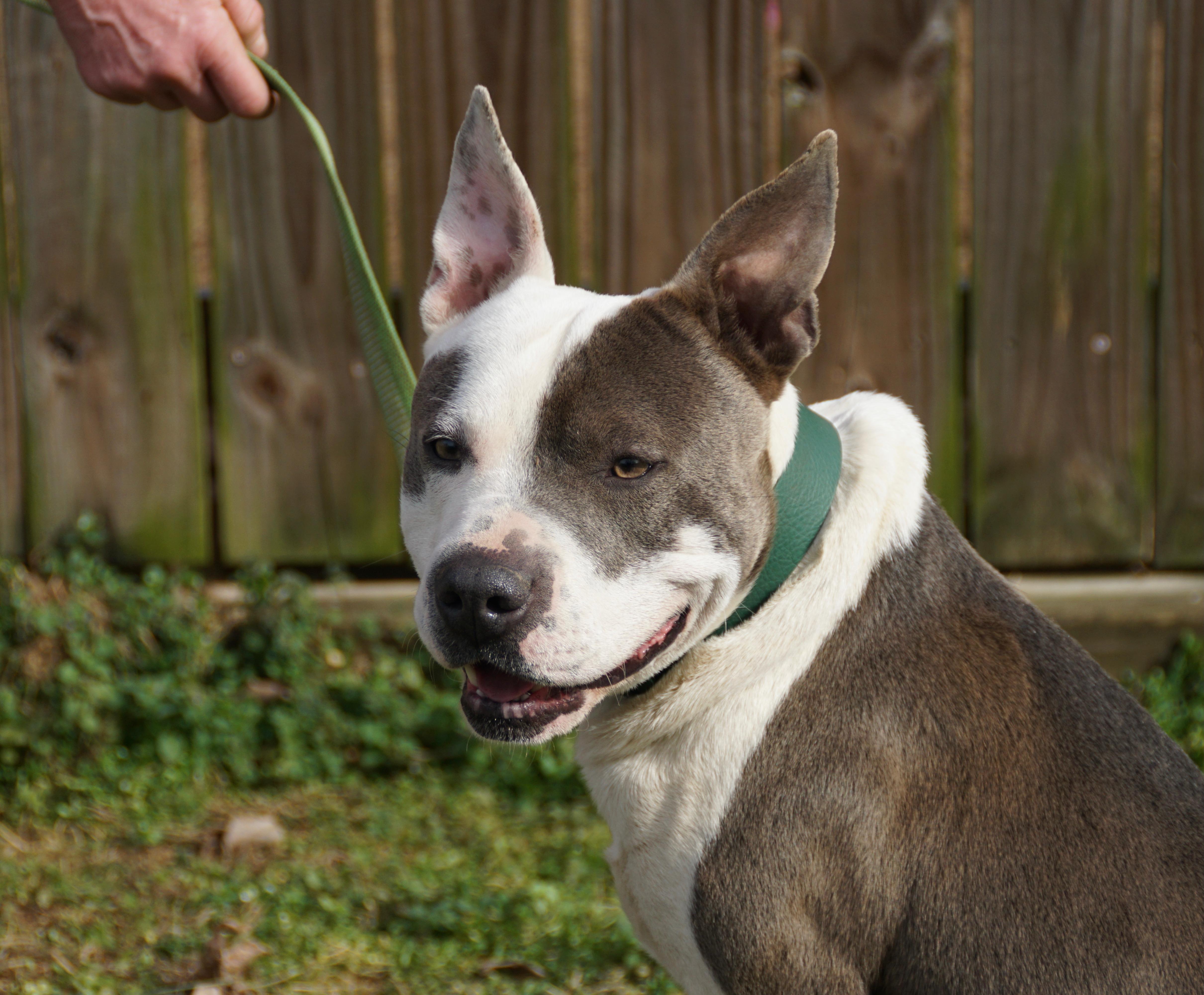 Roscoe Waffles — thumbnail 2