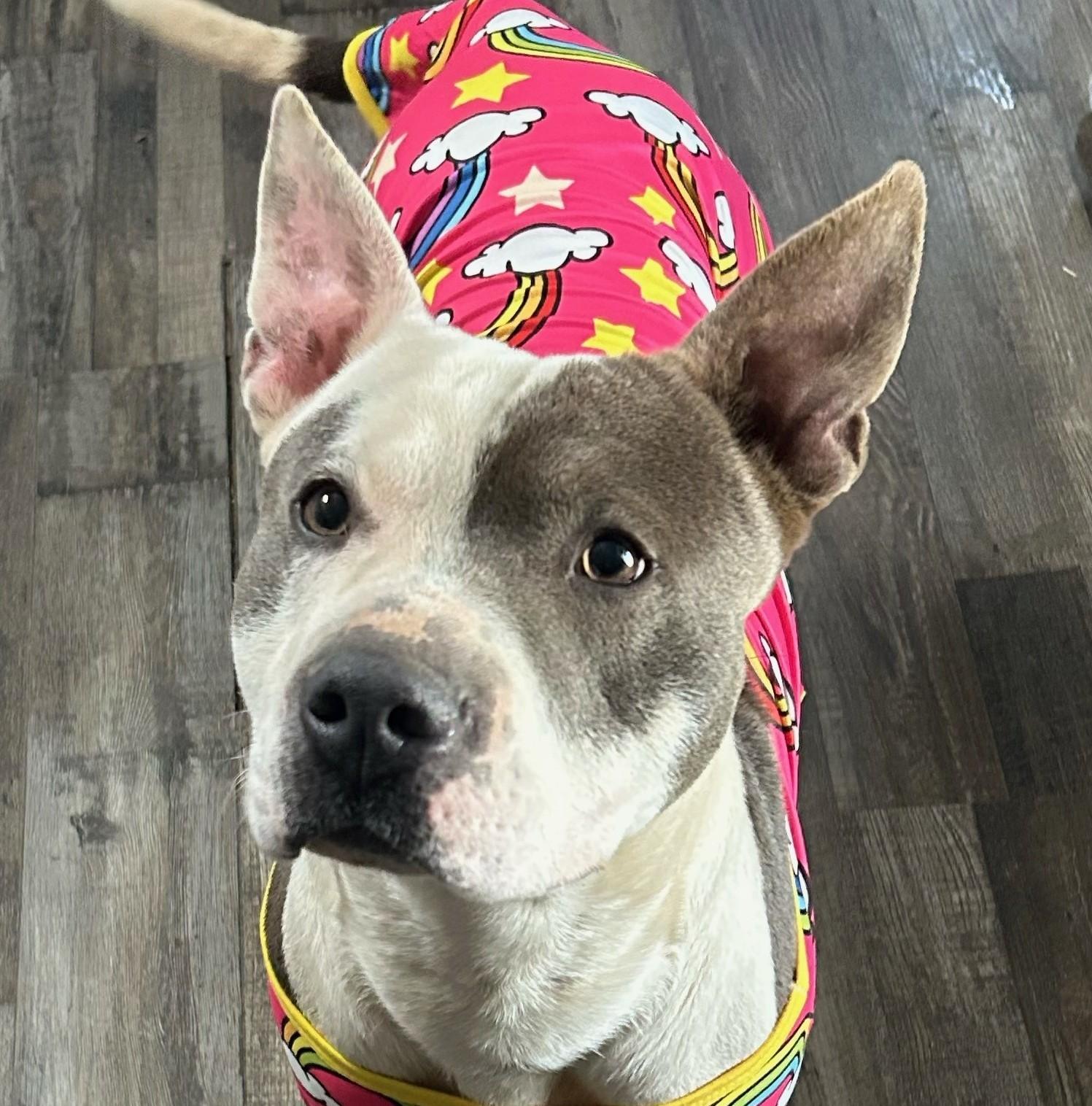 Roscoe Waffles — thumbnail 3