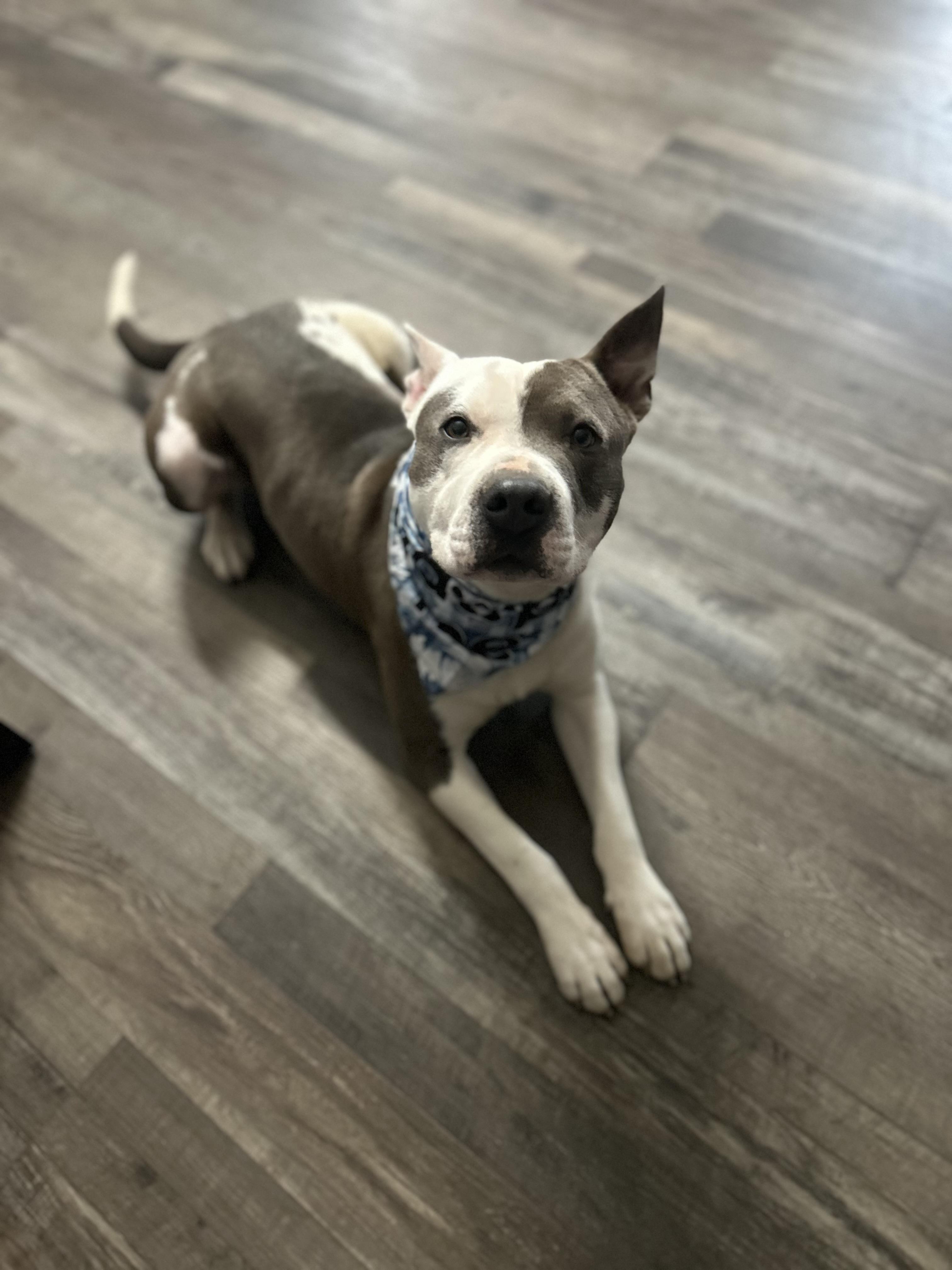 Roscoe Waffles — thumbnail 5