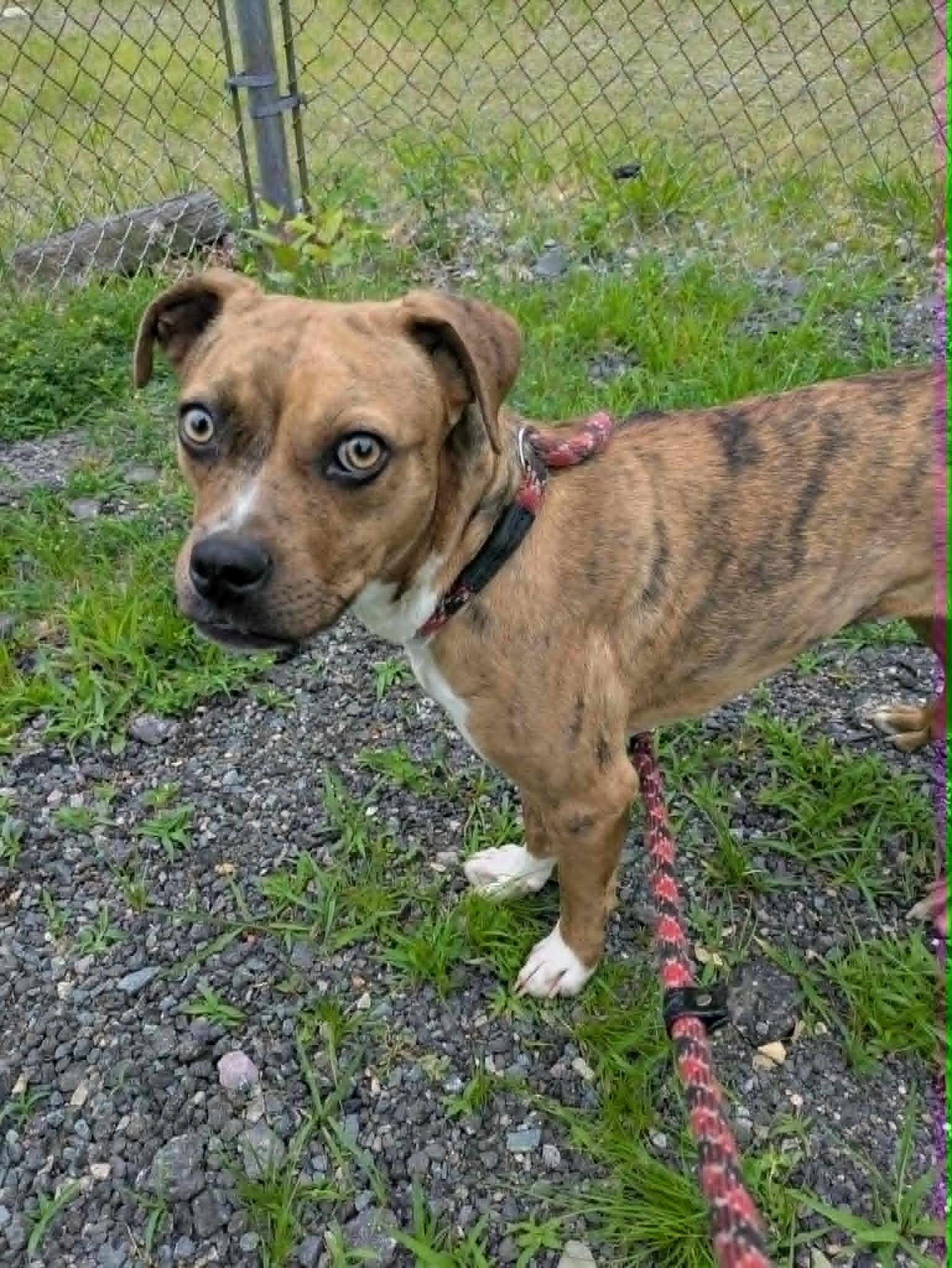 Enlarge Topaz, an adopted mixed breed in Brockton, MA image 1/4