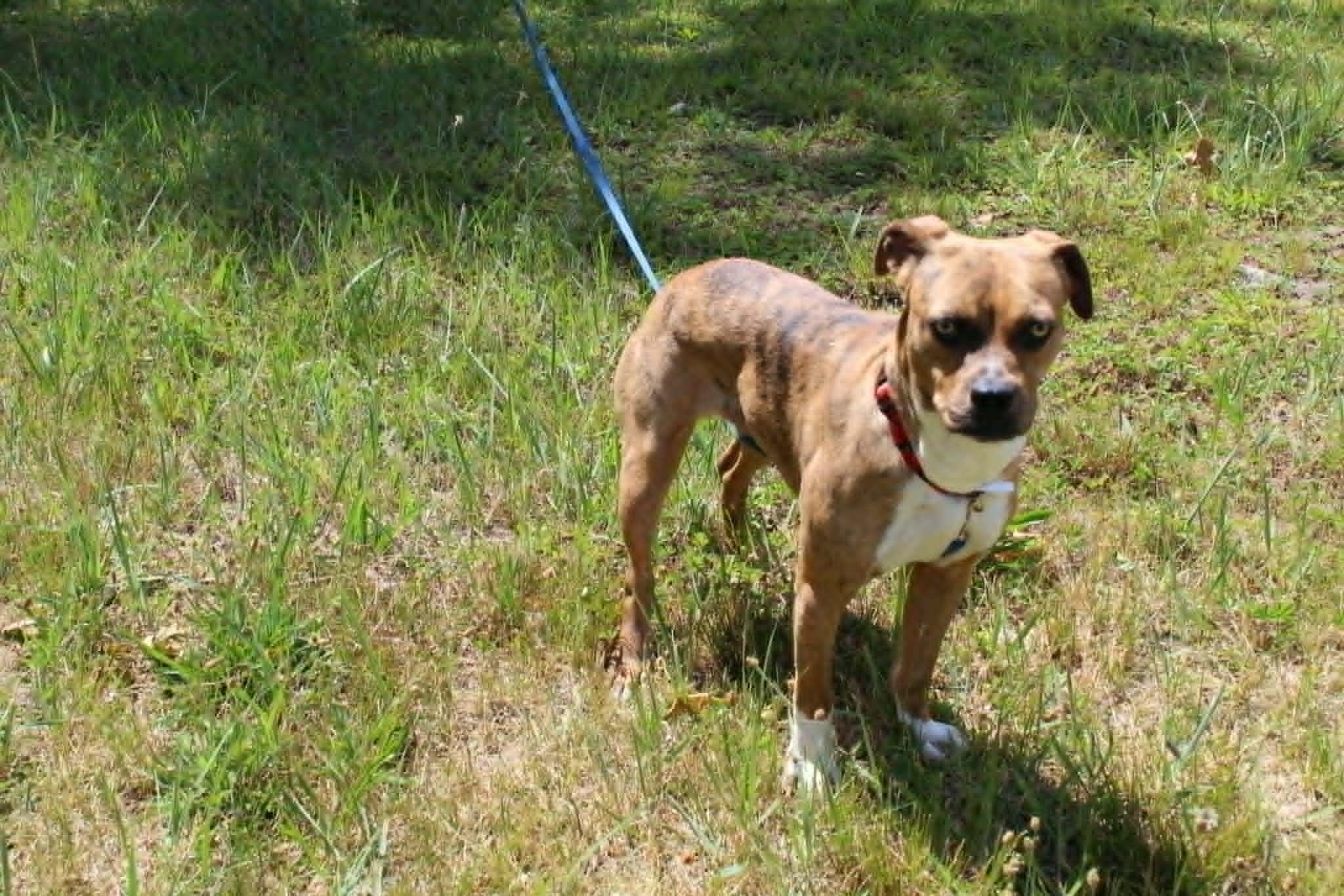 Enlarge Topaz, an adopted mixed breed in Brockton, MA image 4/4