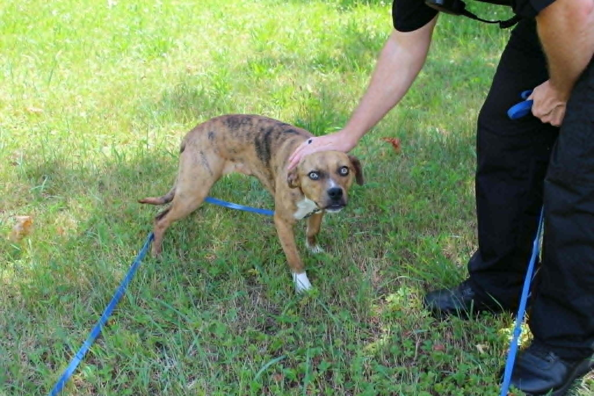 Enlarge Topaz, an adopted mixed breed in Brockton, MA image 2/4