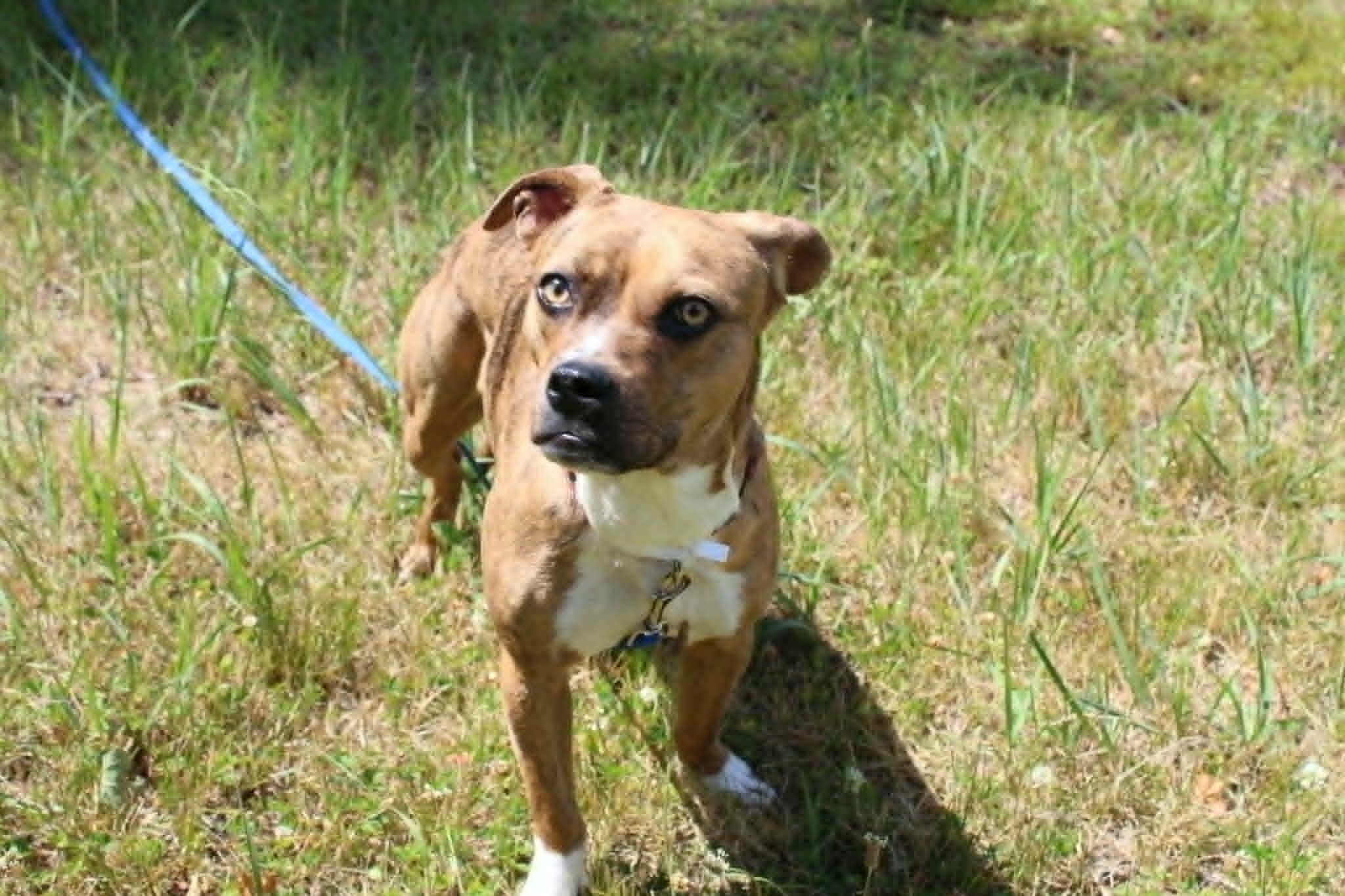 Enlarge Topaz, an adopted mixed breed in Brockton, MA image 3/4