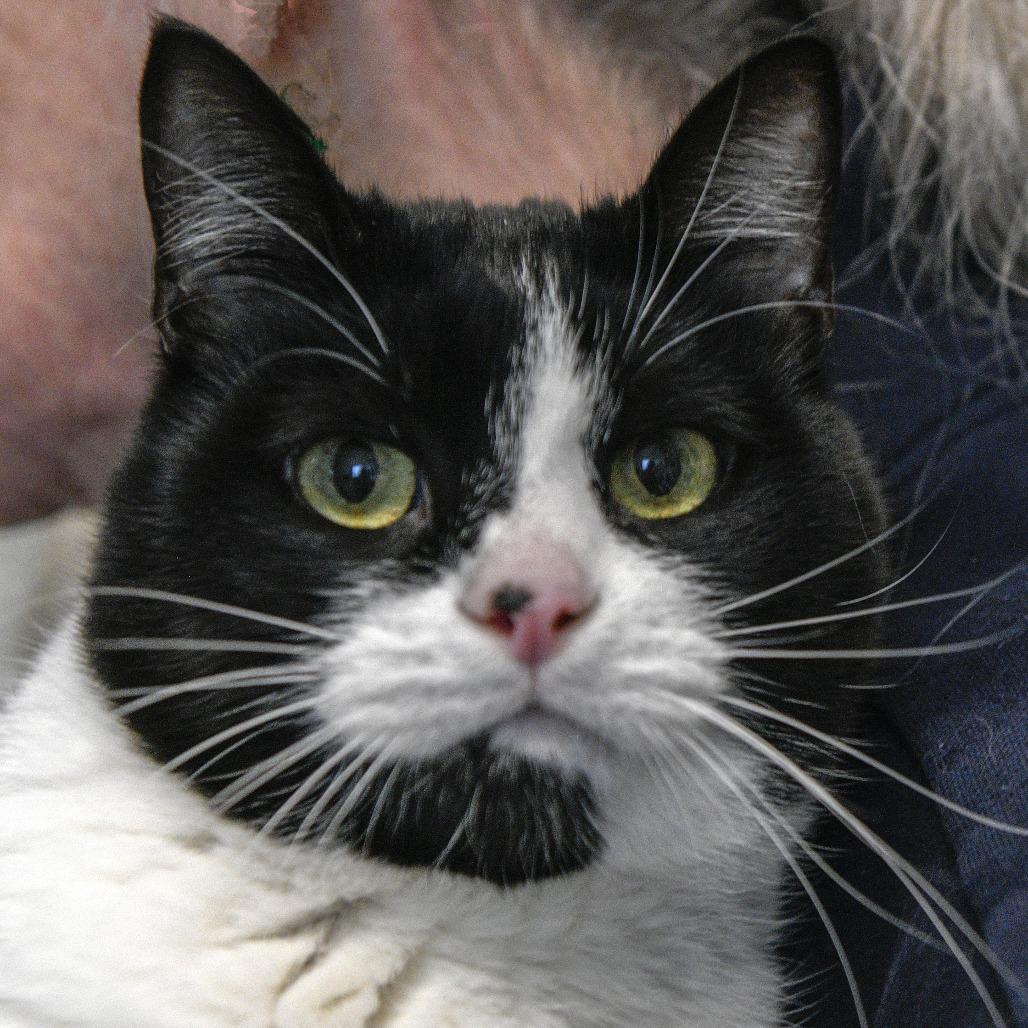 Enlarge Binx, a Adoptable Domestic Short Hair in Redwood City, CA image 1/5