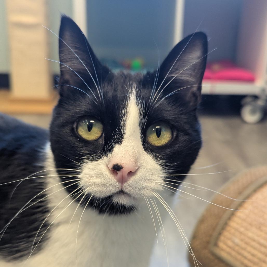 Enlarge Binx, a Adoptable Domestic Short Hair in Redwood City, CA image 2/5