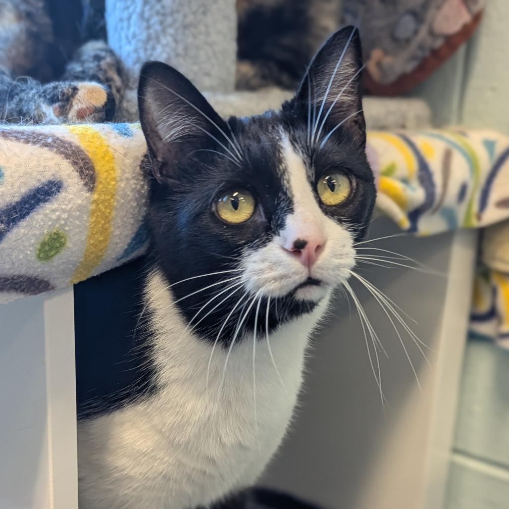 Enlarge Binx, a Adoptable Domestic Short Hair in Redwood City, CA image 3/5