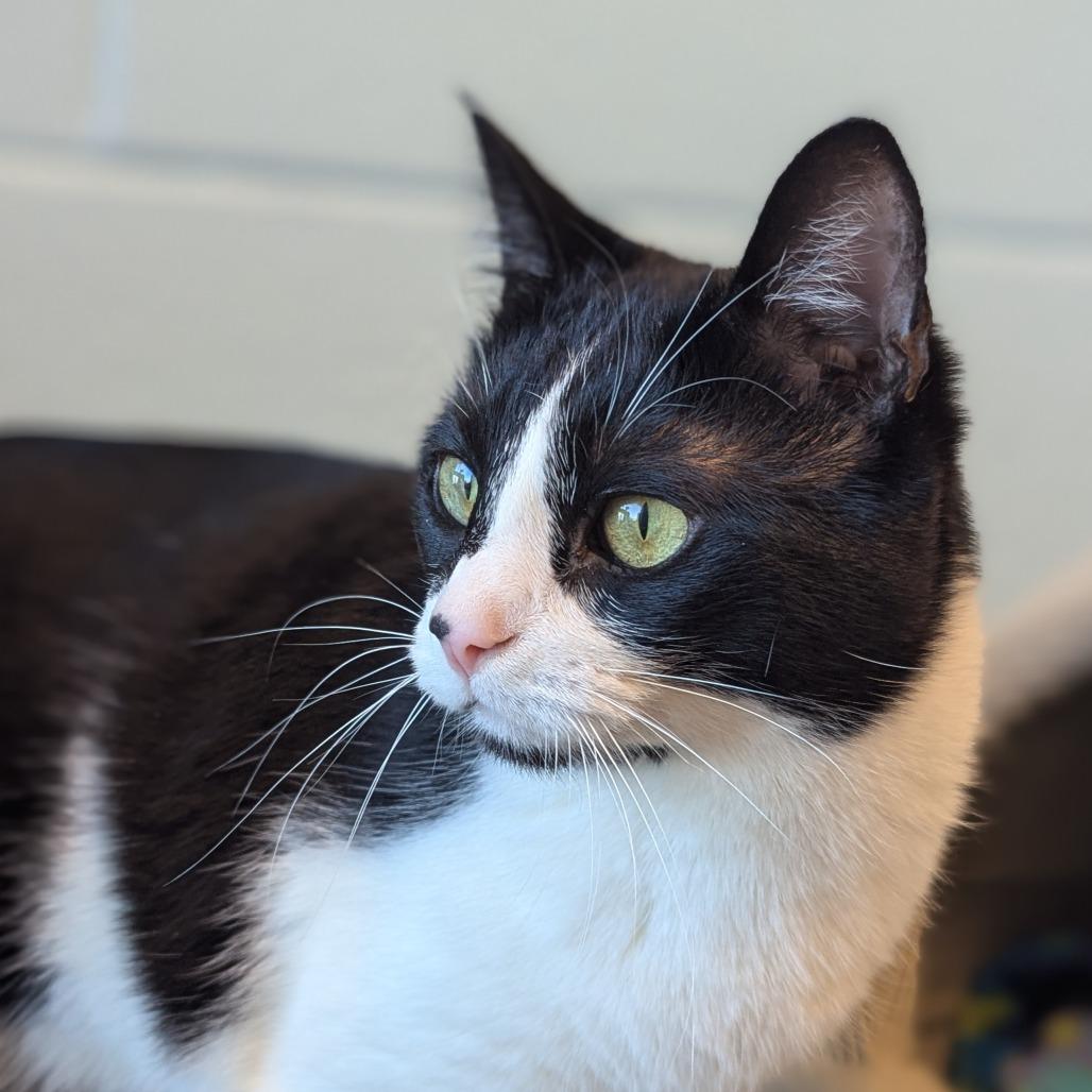 Enlarge Binx, a Adoptable Domestic Short Hair in Redwood City, CA image 4/5