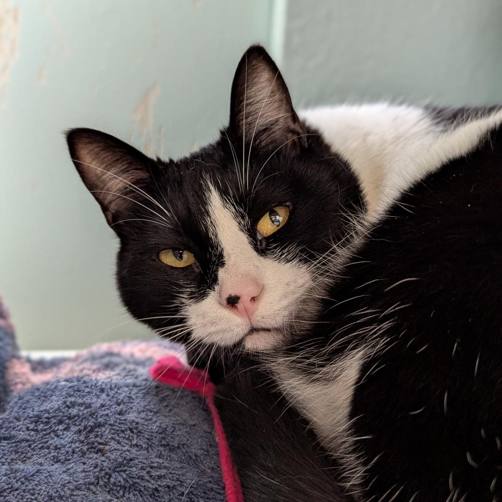 Enlarge Binx, a Adoptable Domestic Short Hair in Redwood City, CA image 5/5